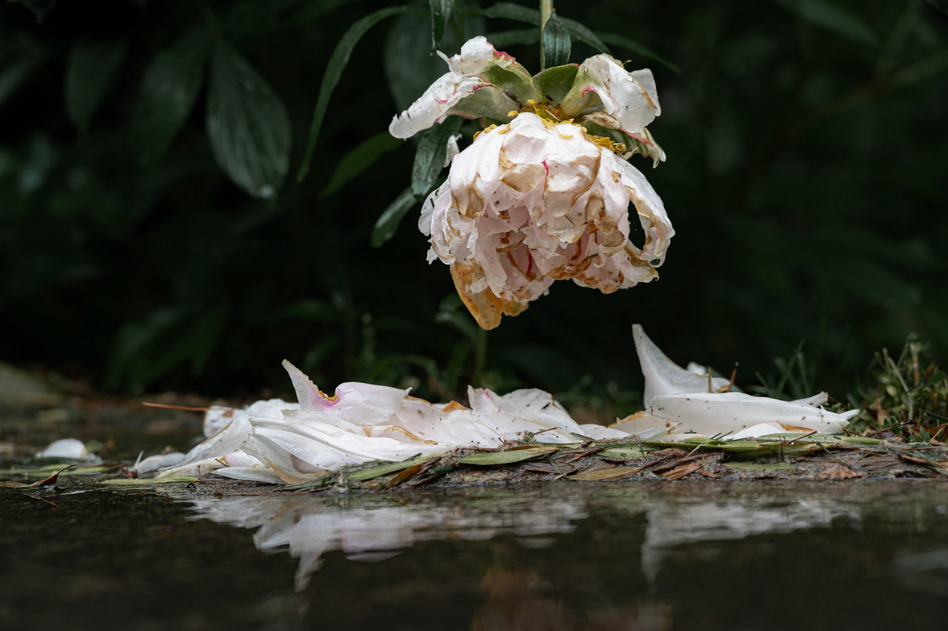 Poor Peony - 2021
