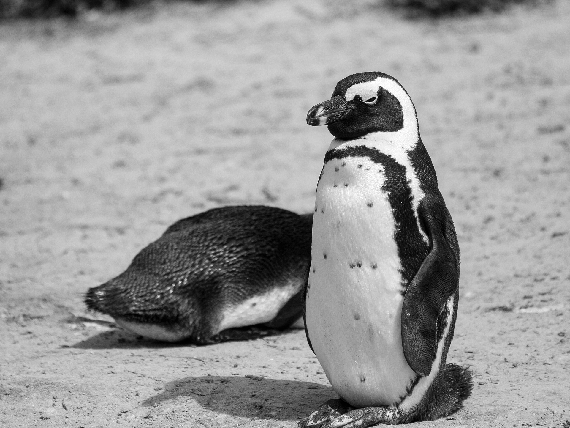 Penguin Colony - Boulders Beach - South Africa