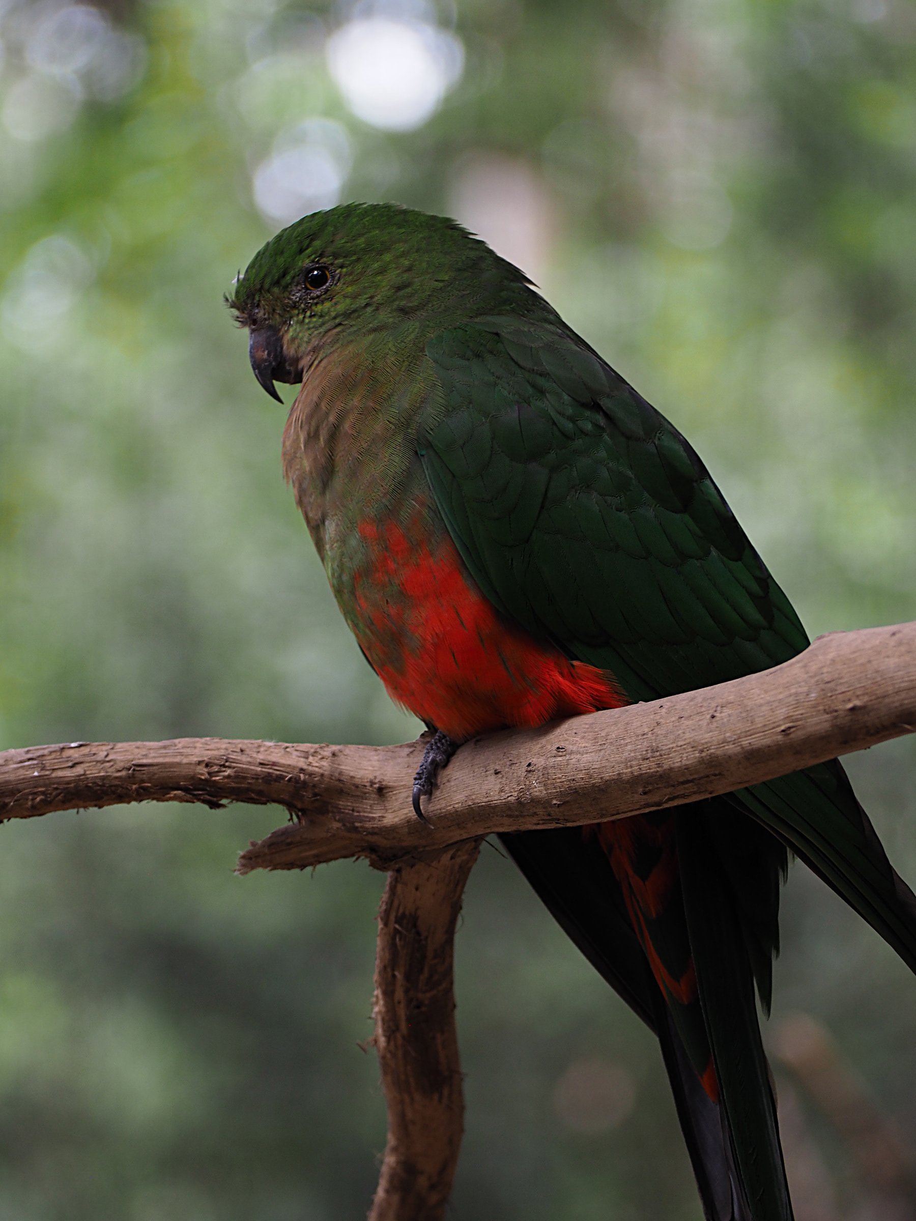Australian King Parrot - Currumbin Wildlife Sanctuary, Queensland, Australia