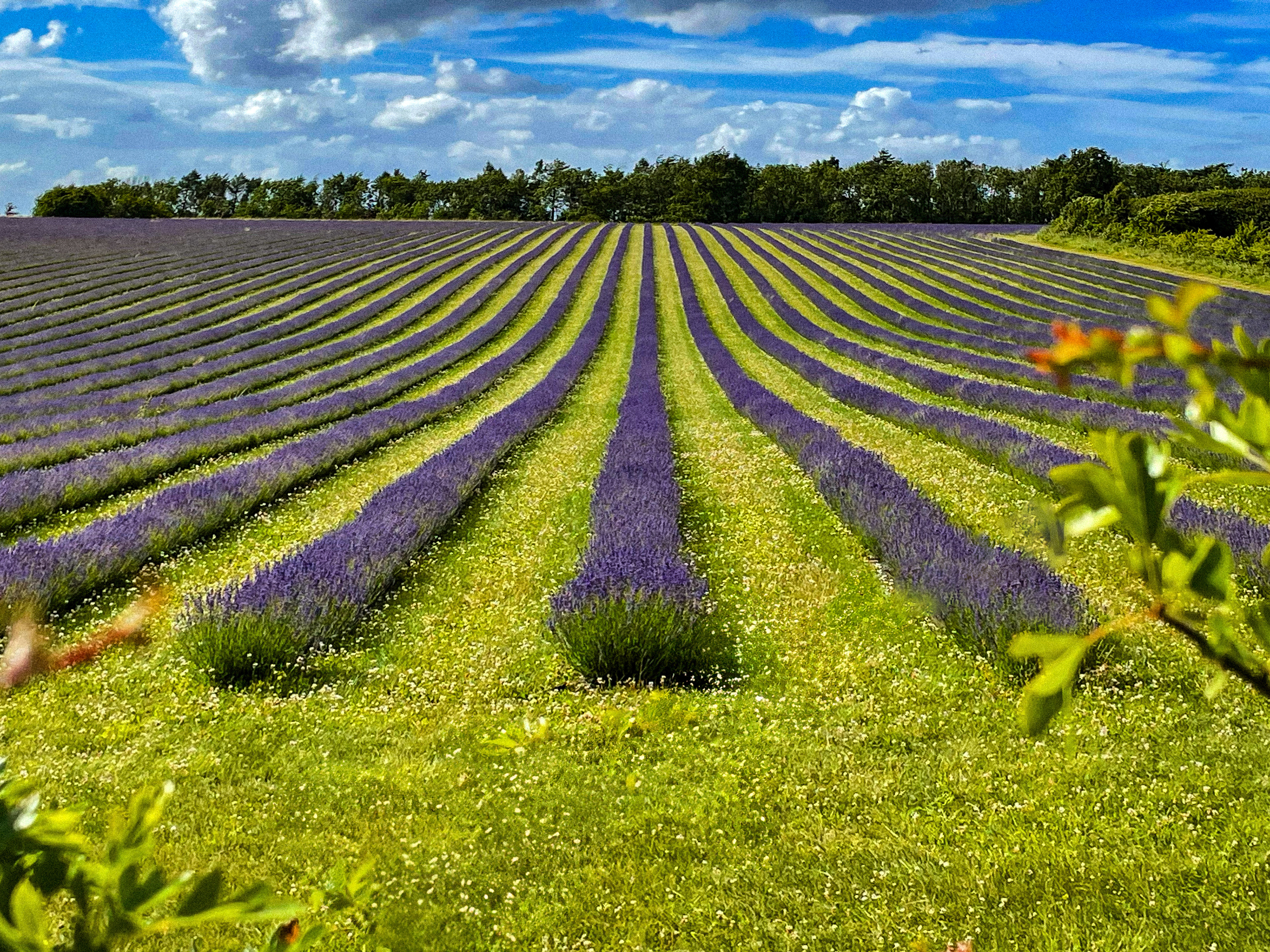 Cotswold Lavender Fields - Snowshill, Broadway