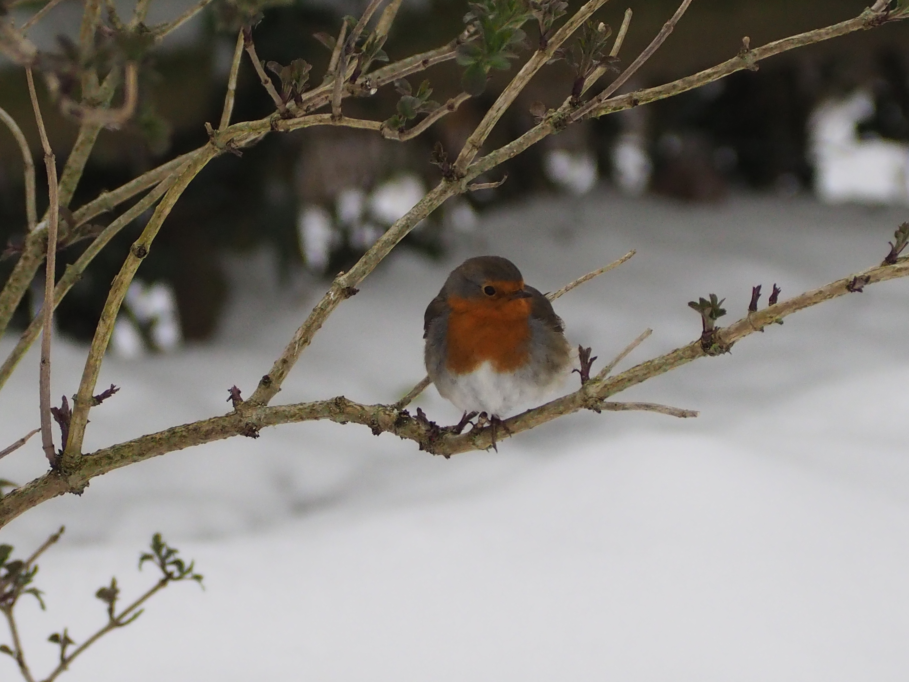 A winter wouldn't be the same without one