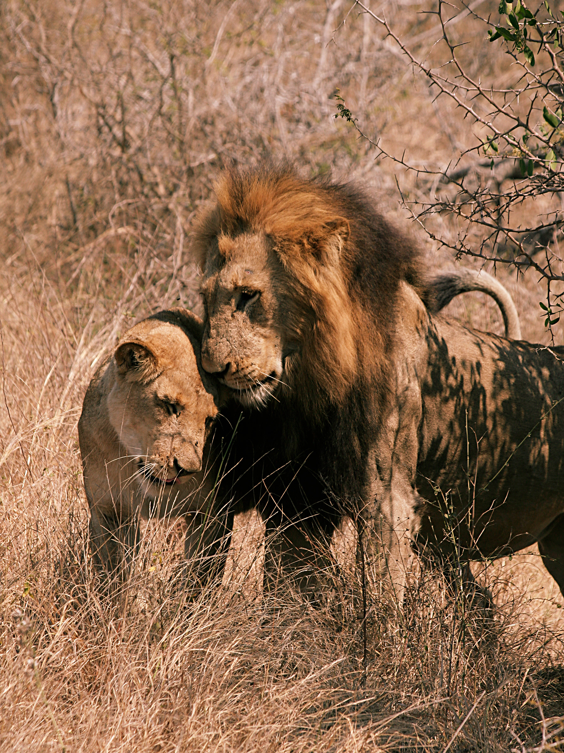 Mr and Mrs Maine - Kruger National Park, South Africa
