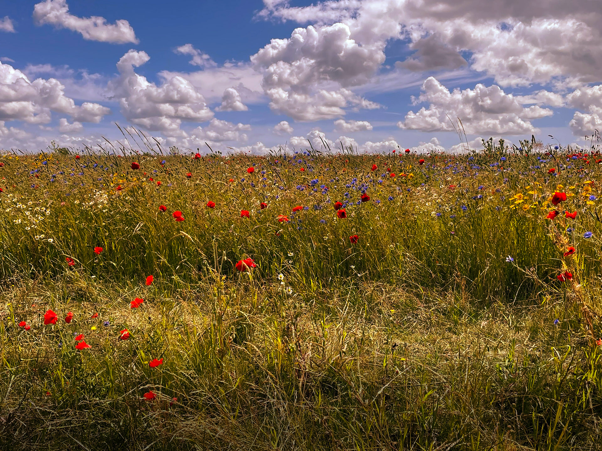 Colourful Wilderness