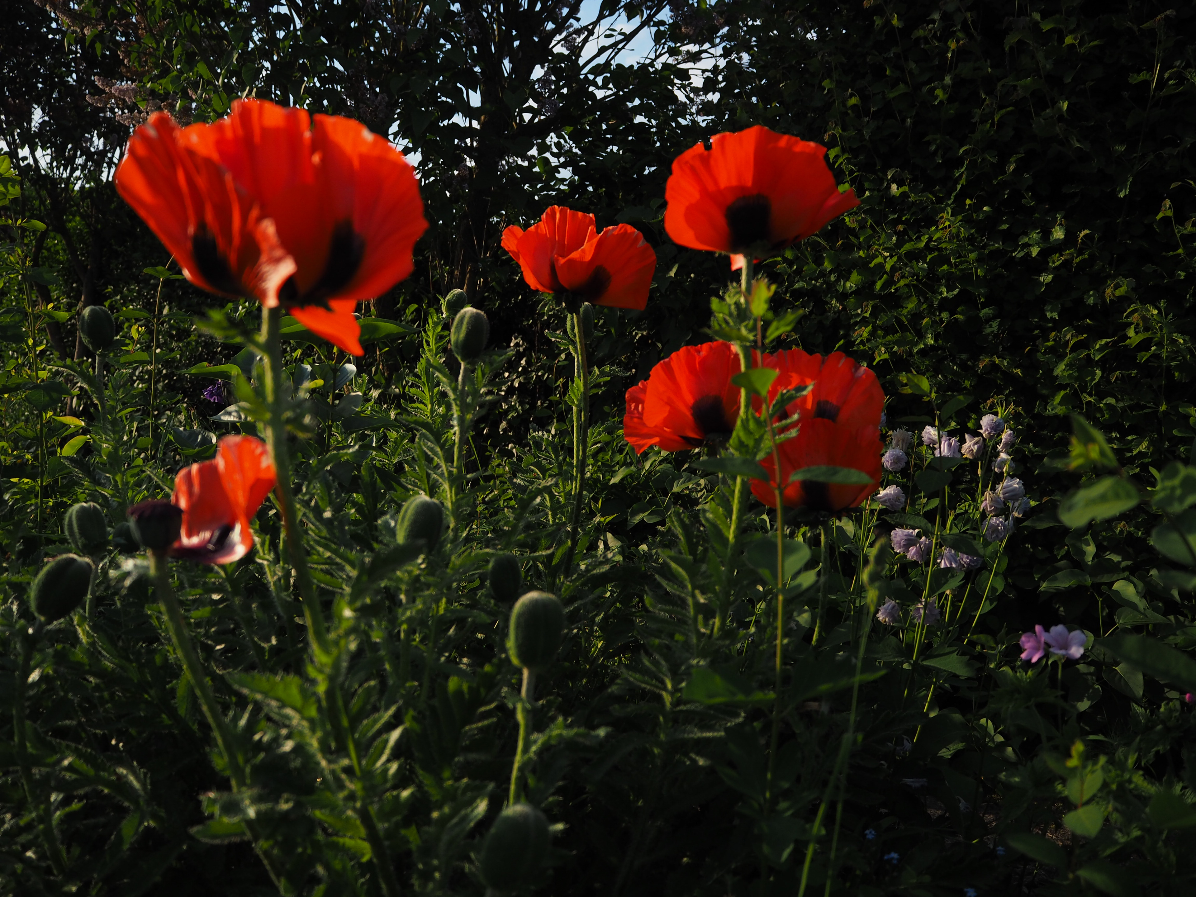 Popping up all over the place