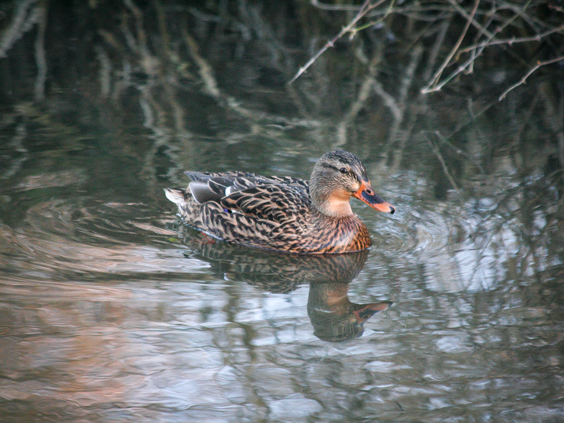 Female Mallard Duck - Coombe Hill Nature Reserve