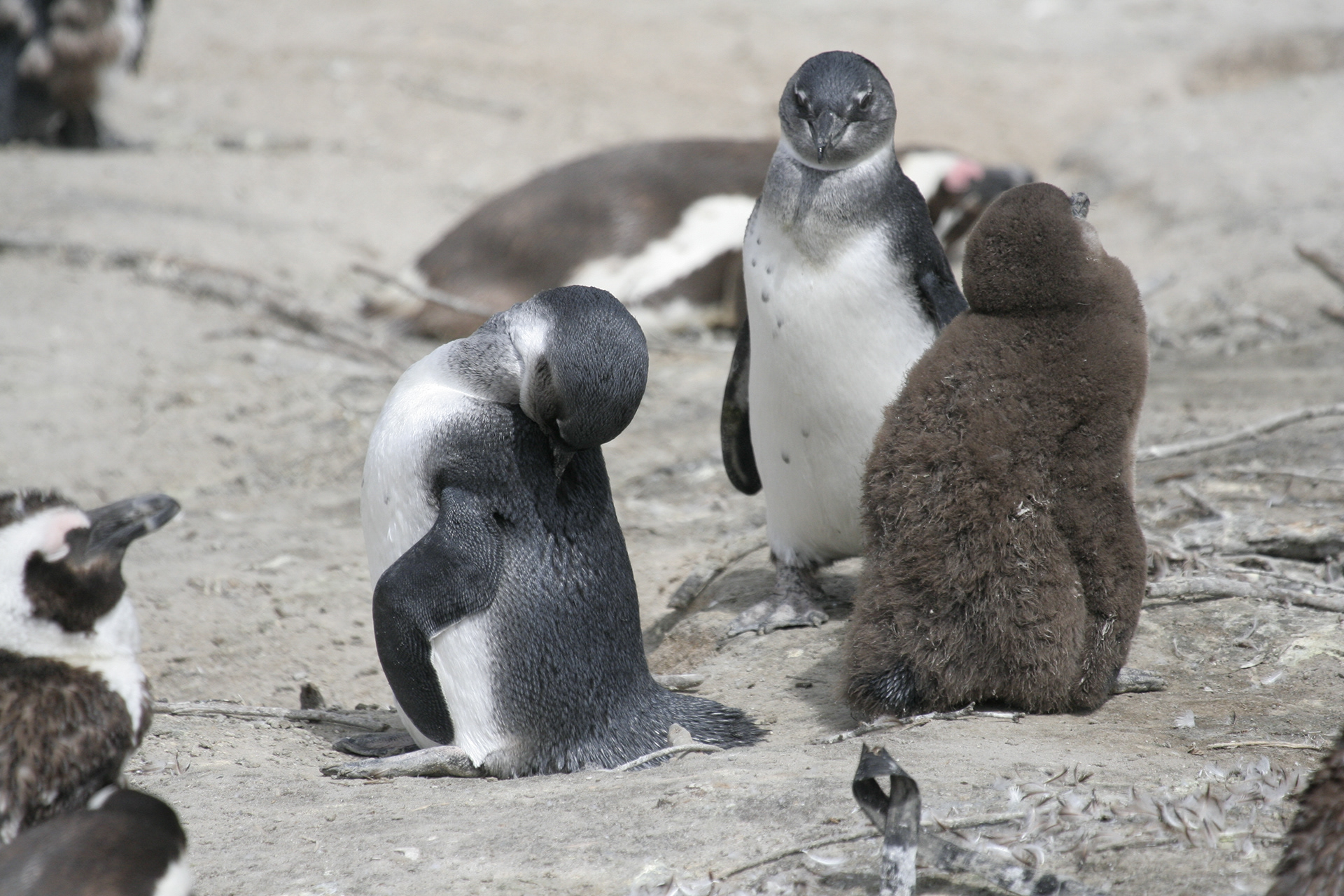 Penguin Colony - Boulders Beach - South Africa