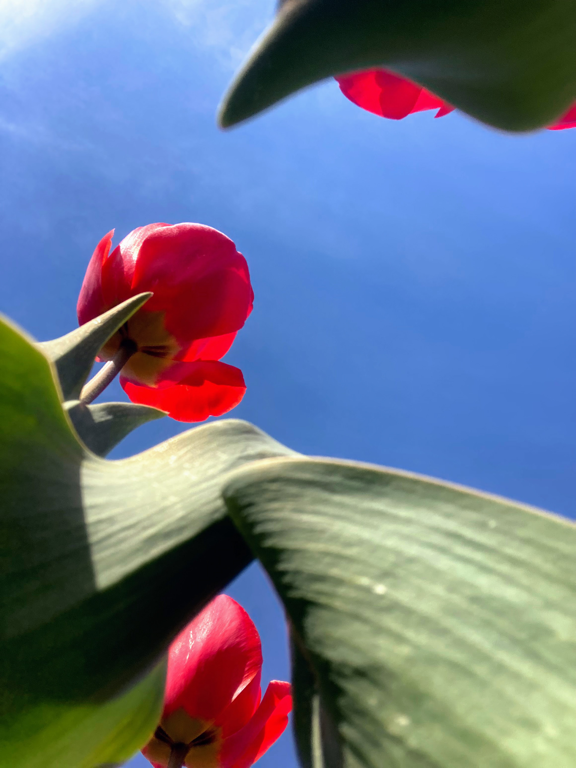 tulips!