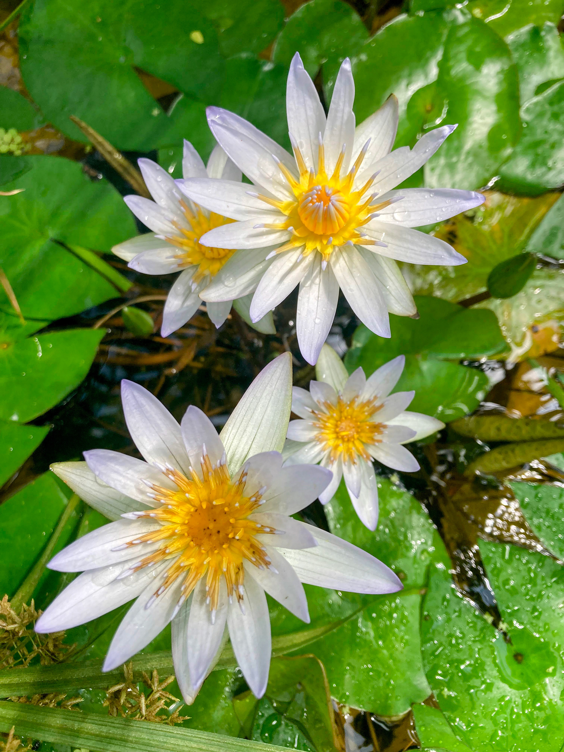 Some of the most beautiful flowers I've ever seen