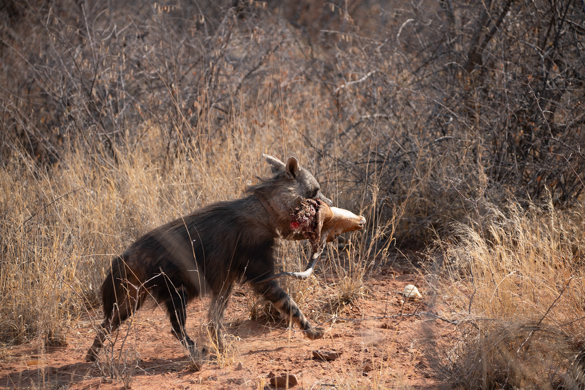 Near-Threatened Brown Hyena Okonjima 2024