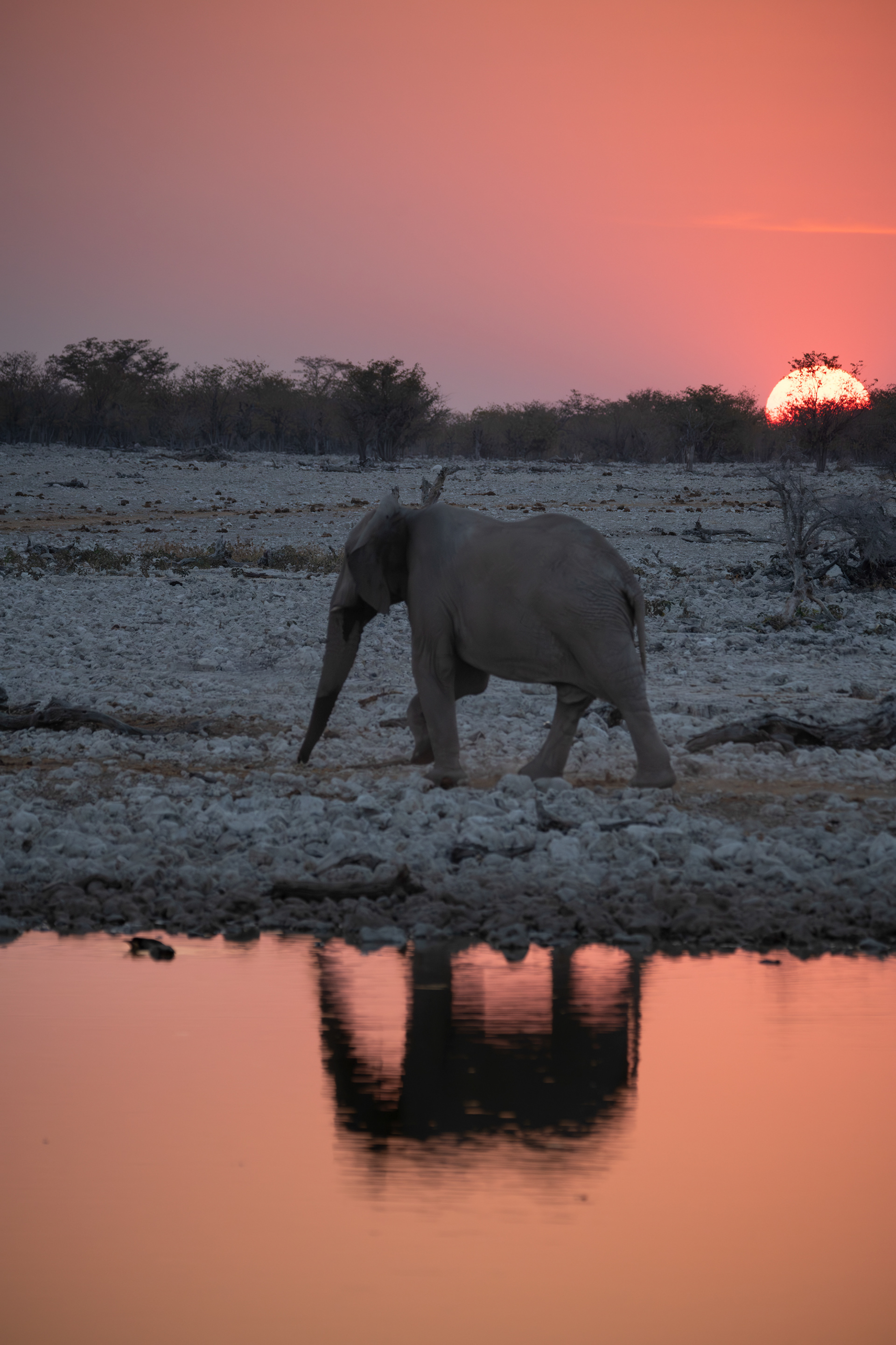 Etosha 2024
