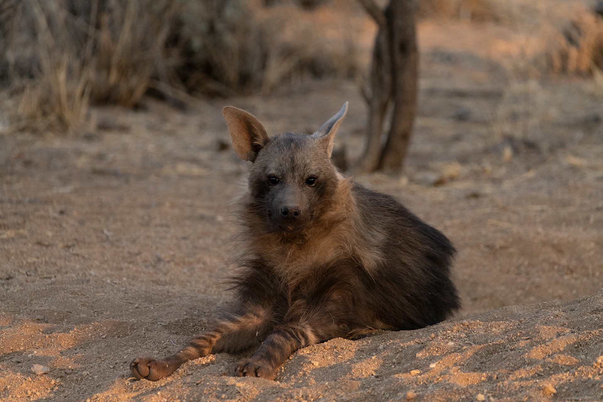 Near-Threatened Brown Hyena Okonjima 2024