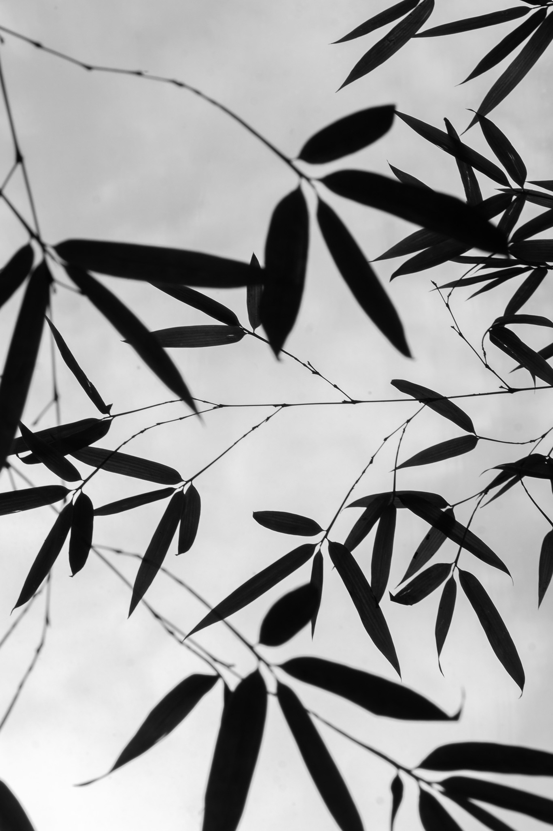 Starlane SP, March 2025 - São Paulo, BR