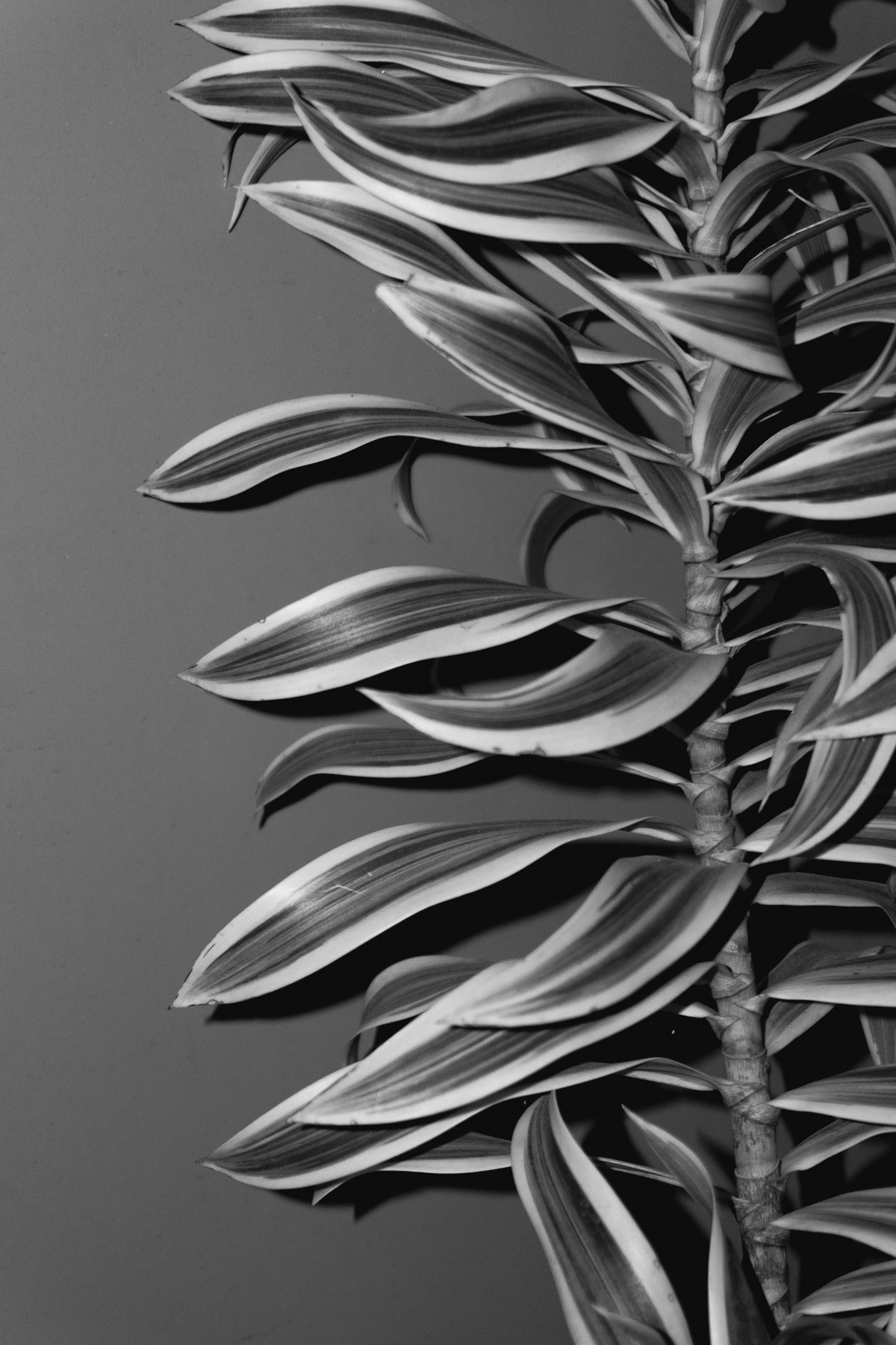 Starlane SP, September 2025 - São Paulo, BR