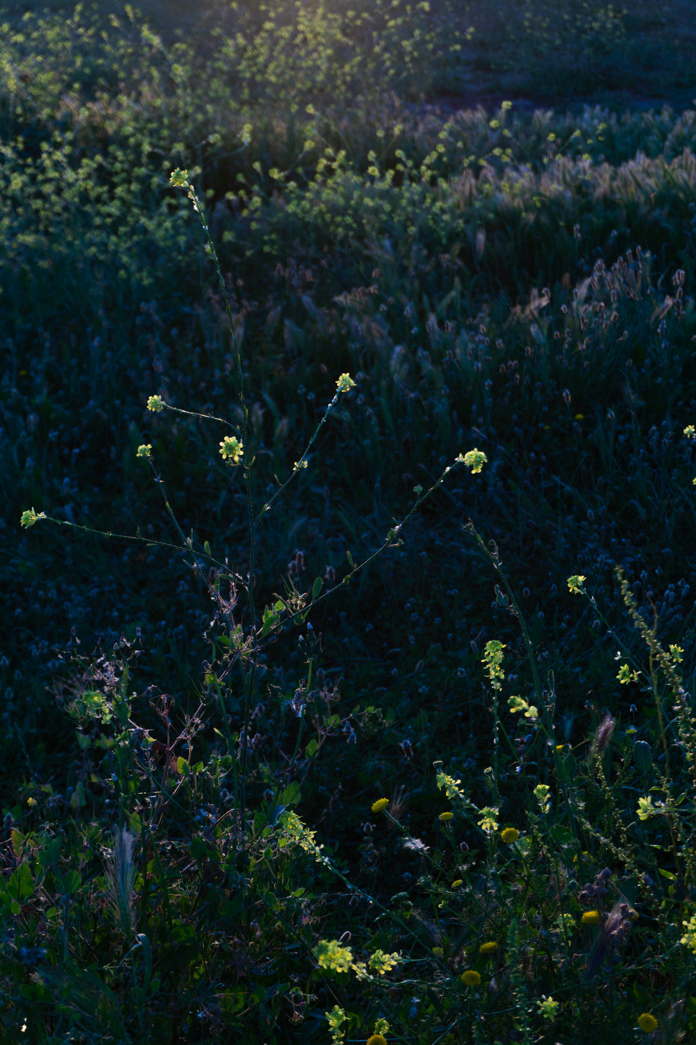 thePlaya for theBasement, May 2025 - Barcelona, ES