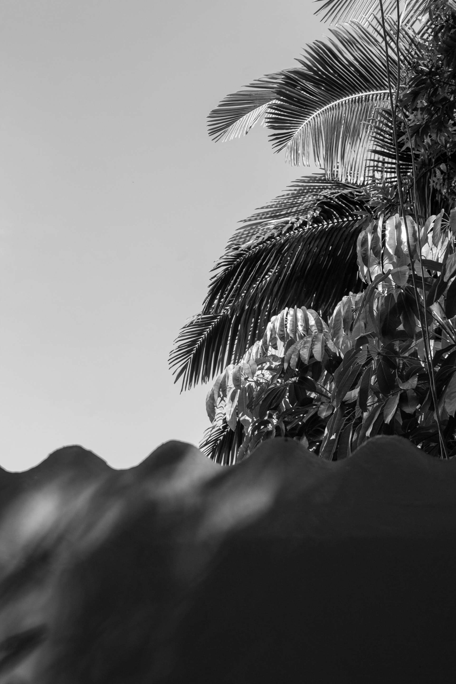 Starlane SP, March 2025 - São Paulo, BR