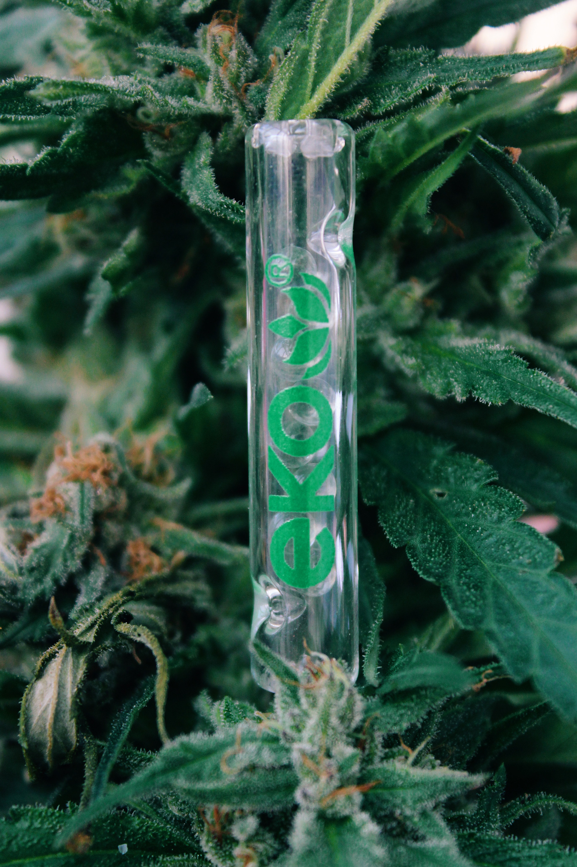 September 2020 for Ekopuffs Brasil - Barcelona, ES