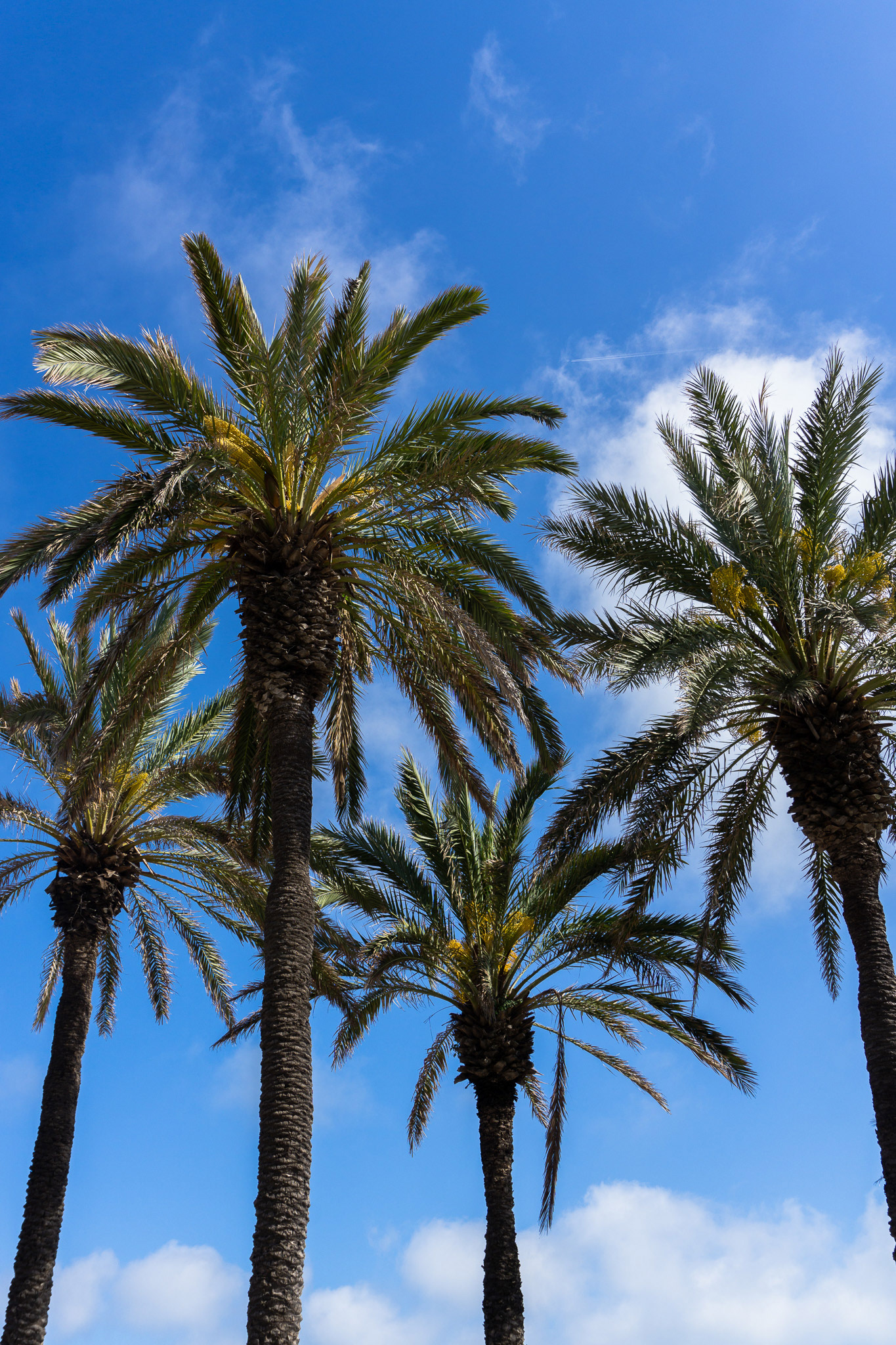 thePlaya for theBasement, May 2025 - Barcelona, ES