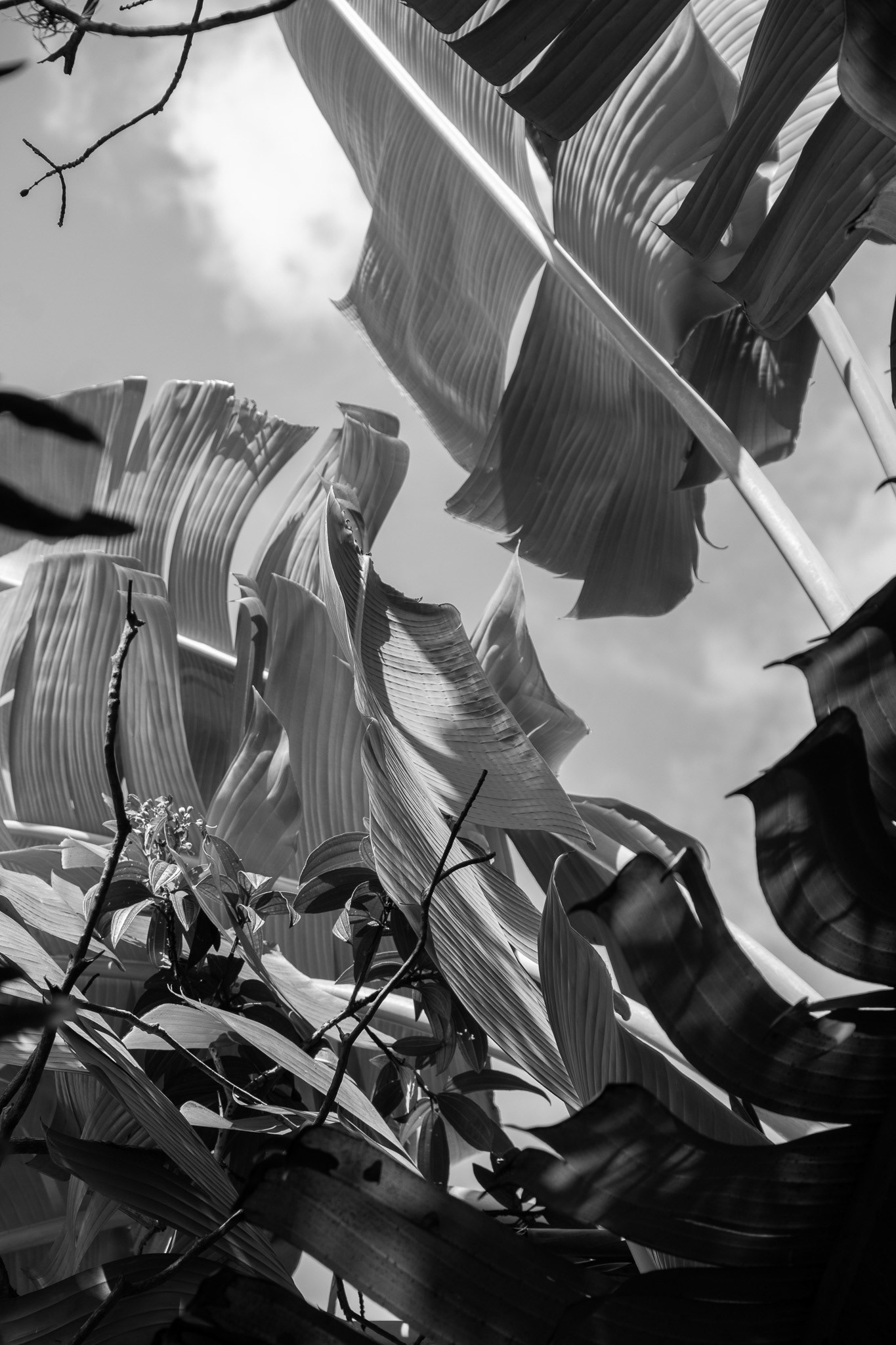 Starlane SP, March 2025 - São Paulo, BR