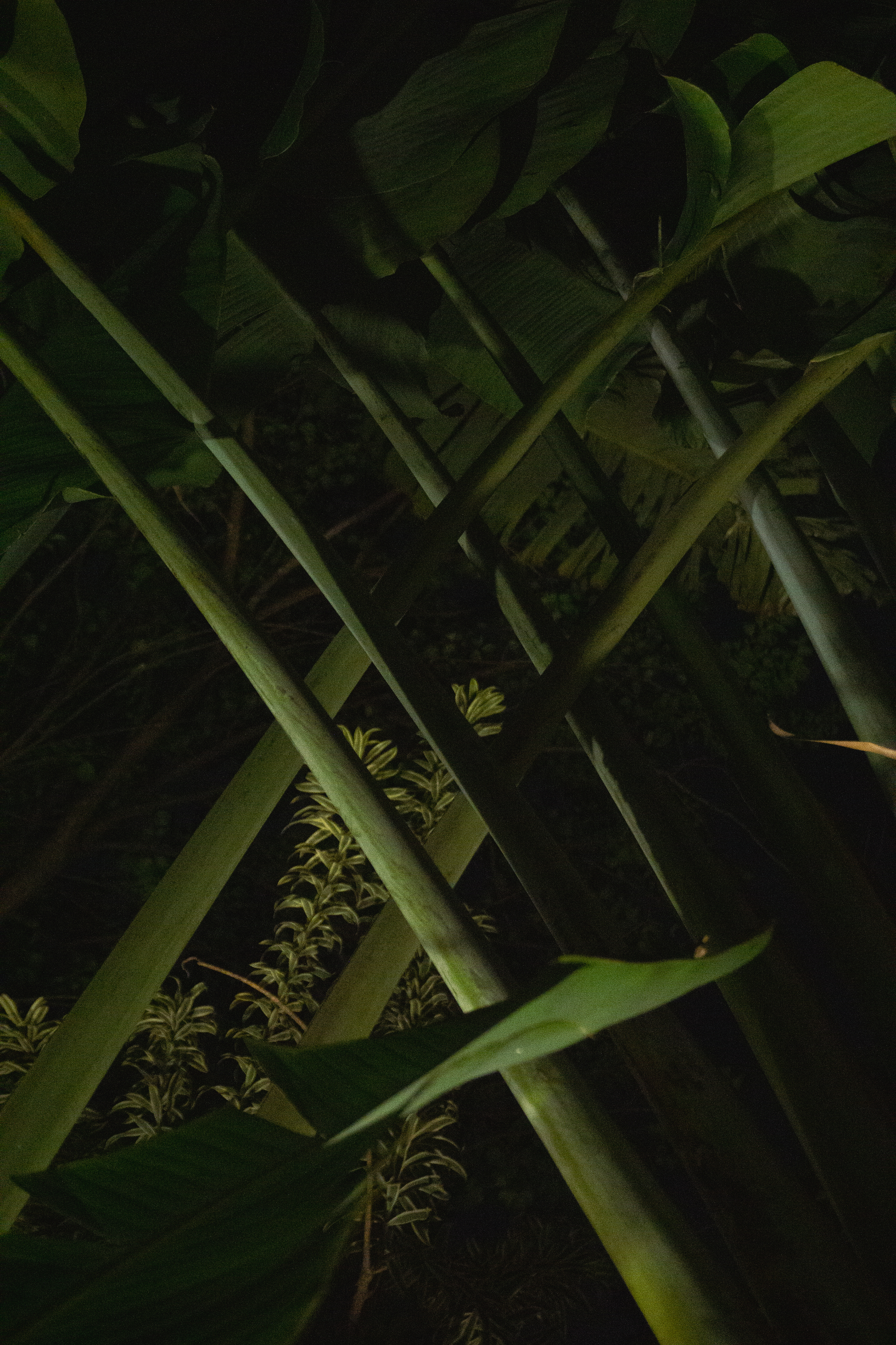 Starlane SP, September 2025 - São Paulo, BR