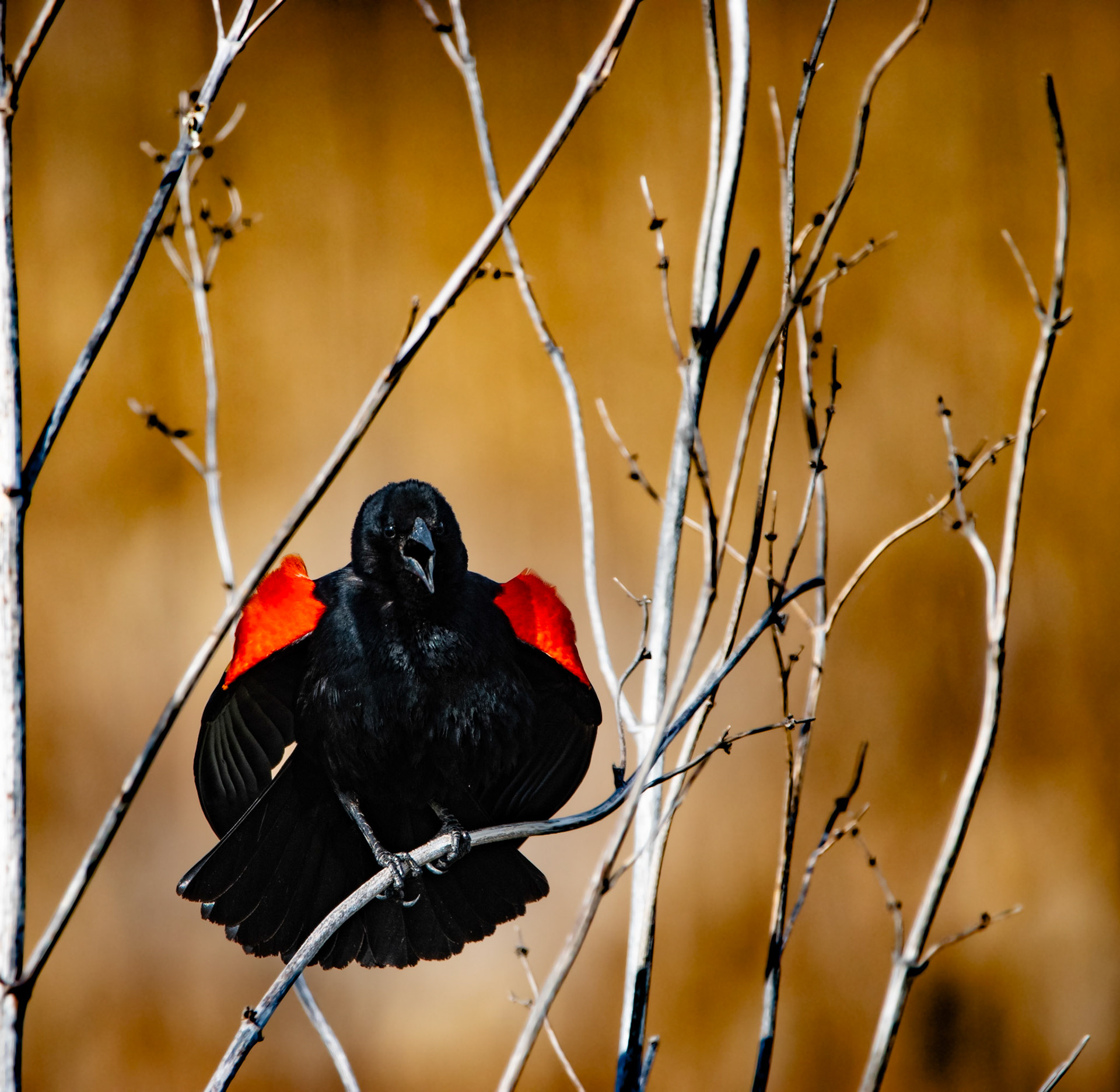 Red-Winged Blackbird
