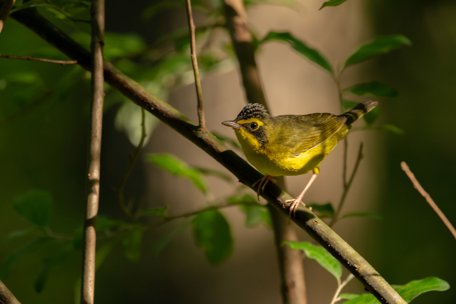Kentucky Warbler