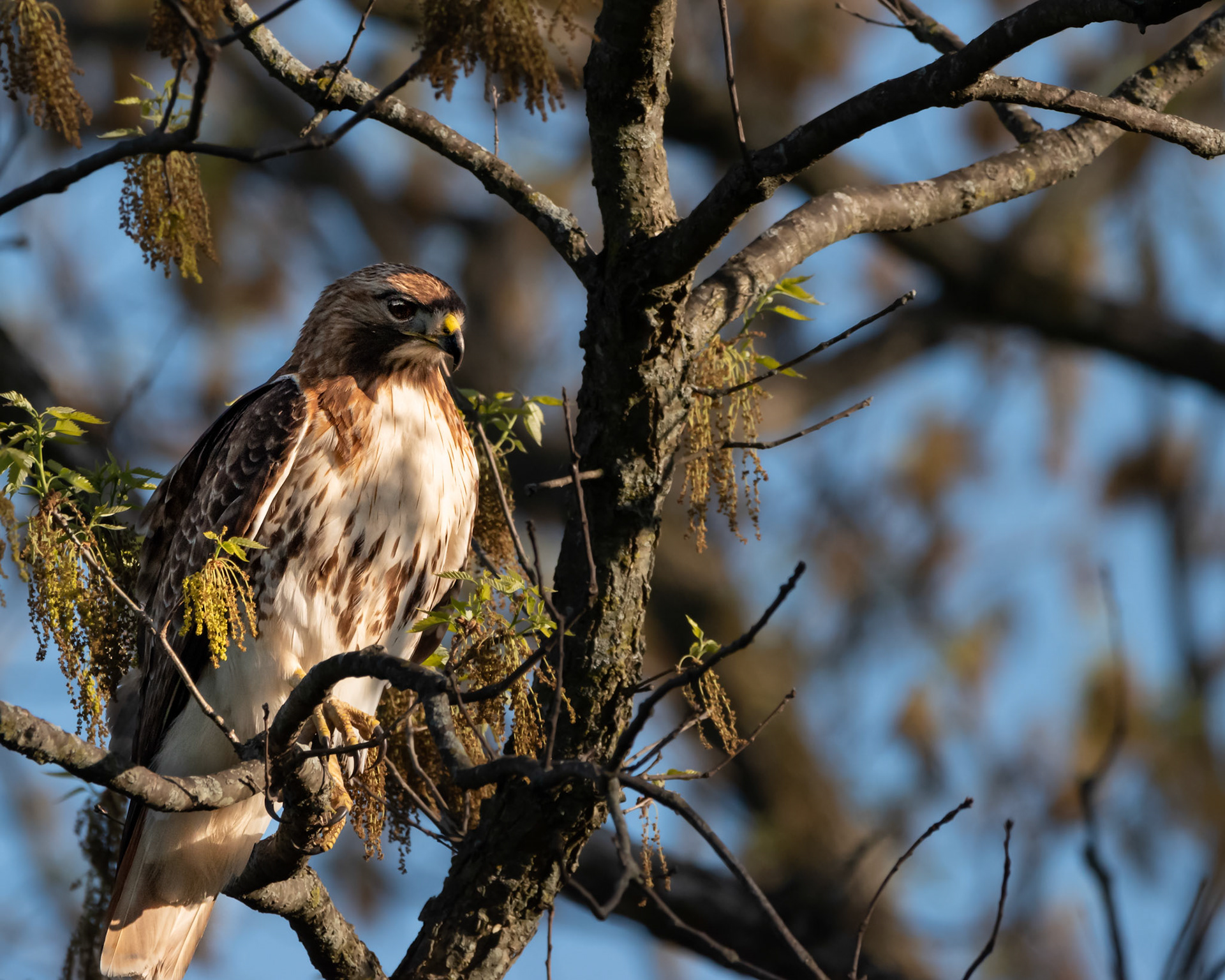 Red-Tailed Hawk