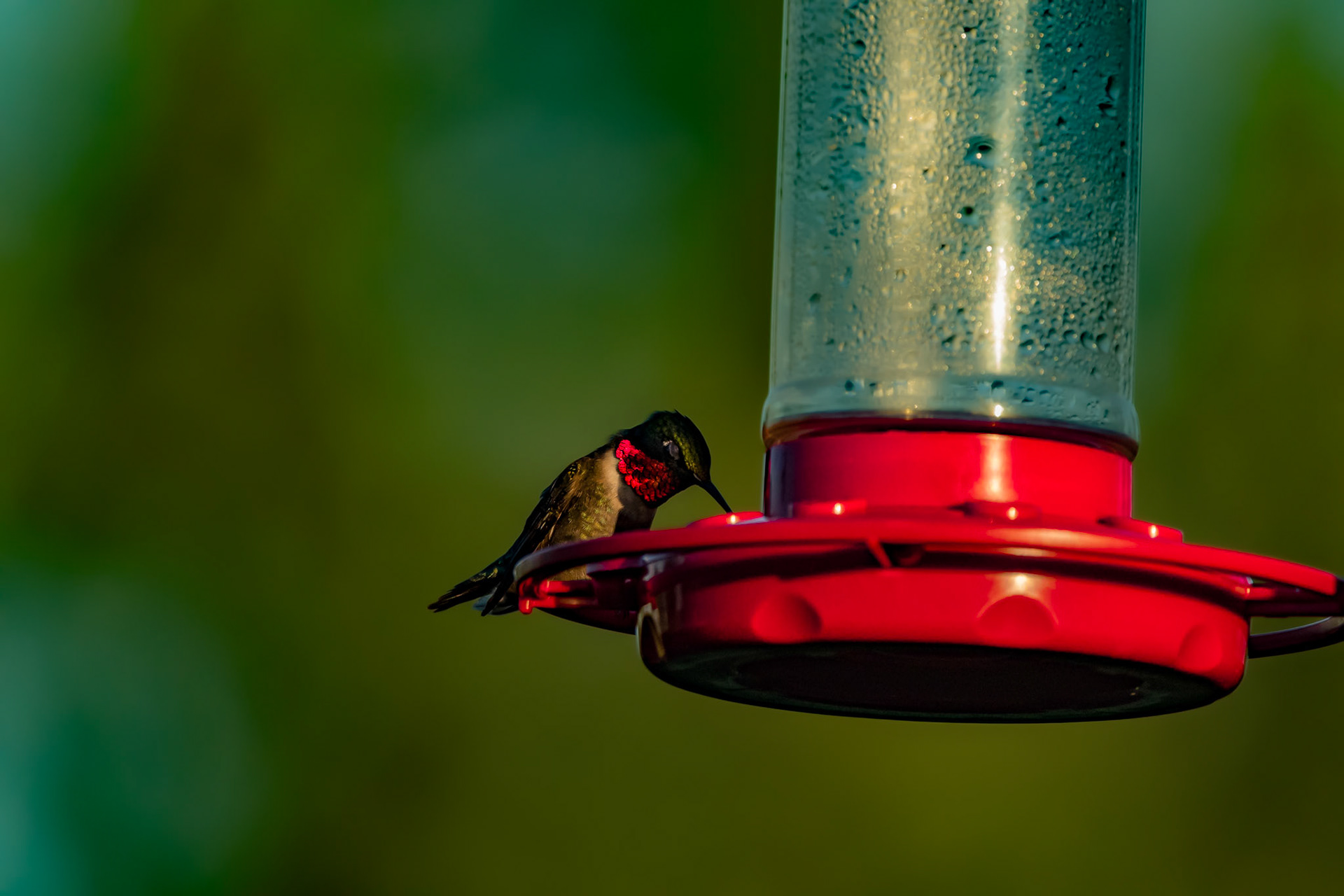 Ruby-throated hummingbird