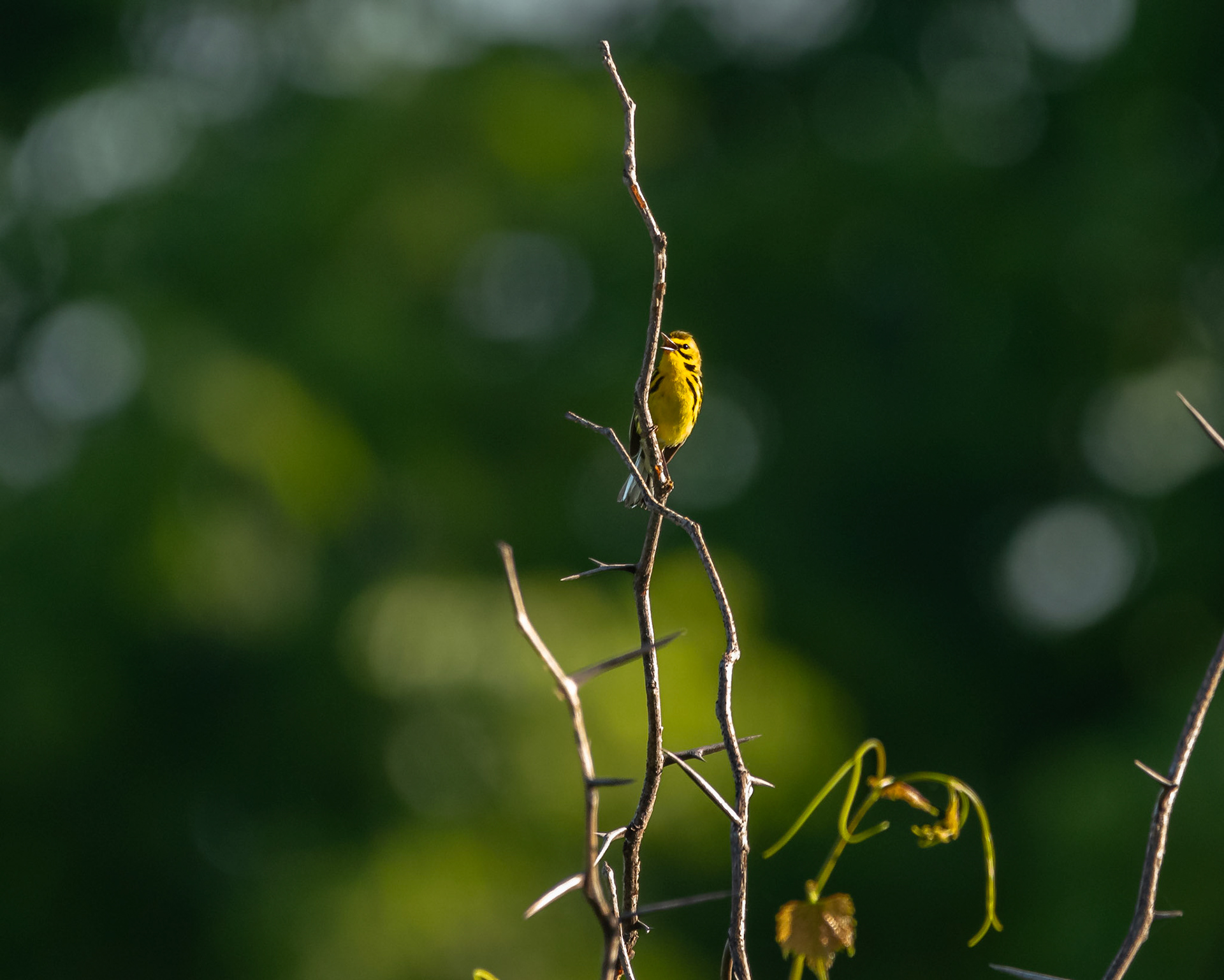 Kentucky warbler