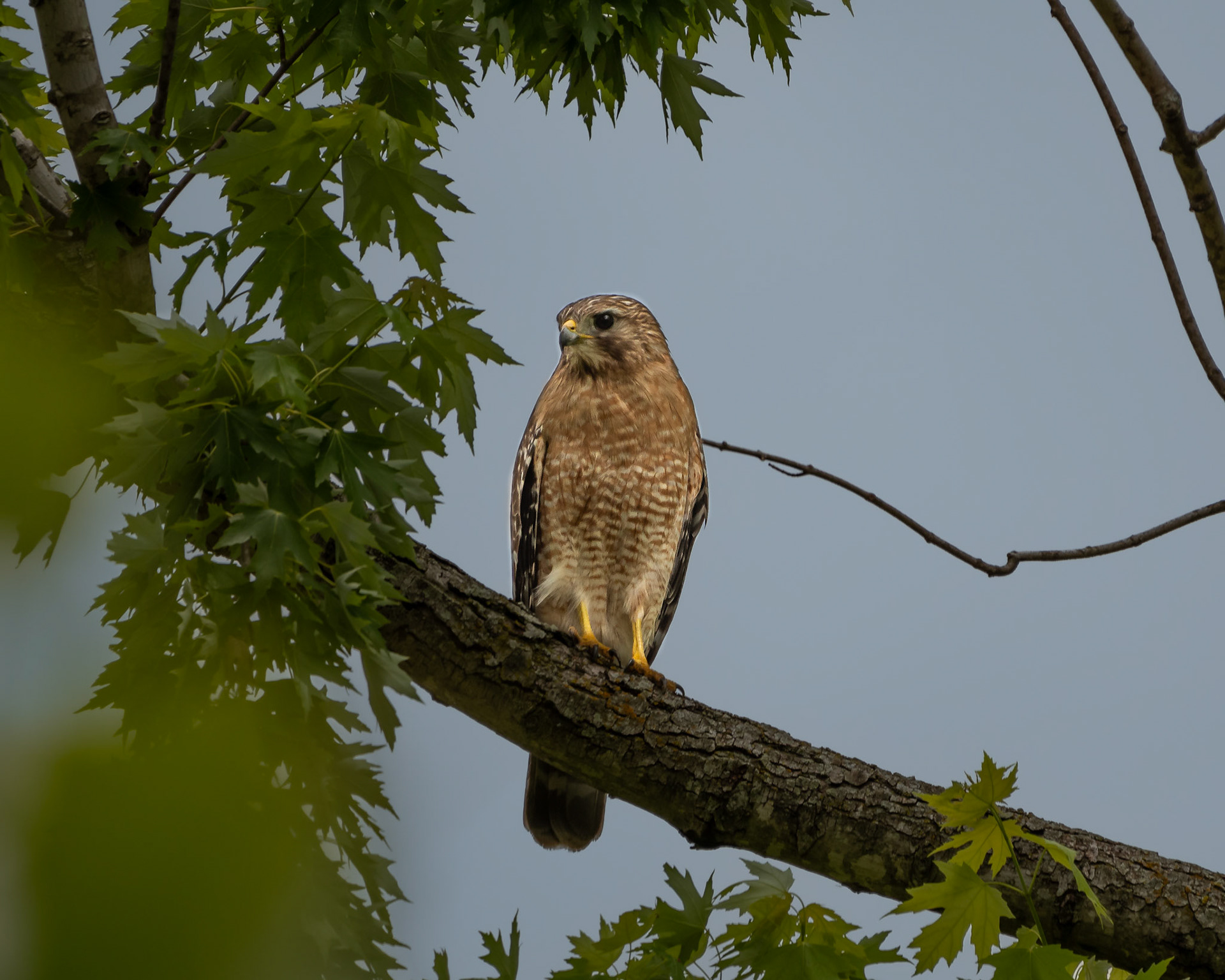 Red-Tail Hawk