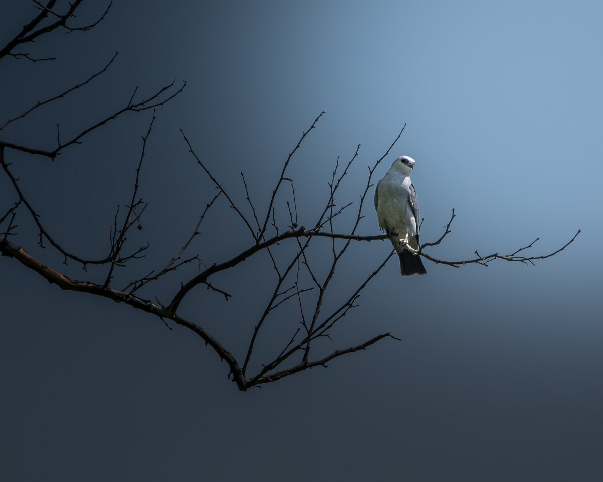 Mississippi Kite