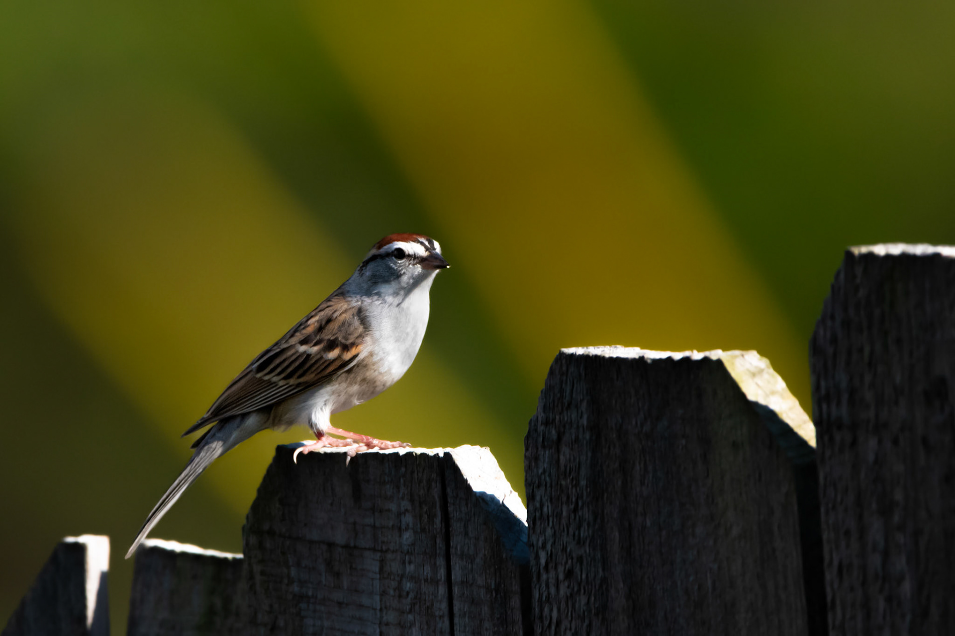 Chipping Sparrow