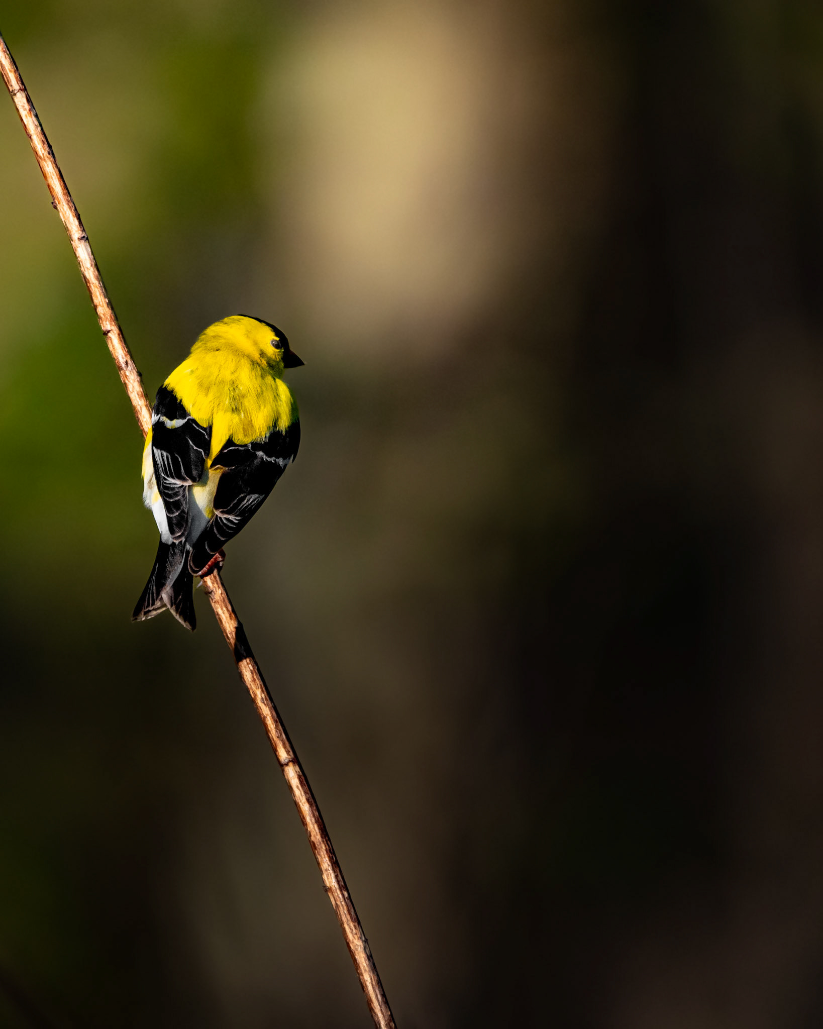 American Goldfinch