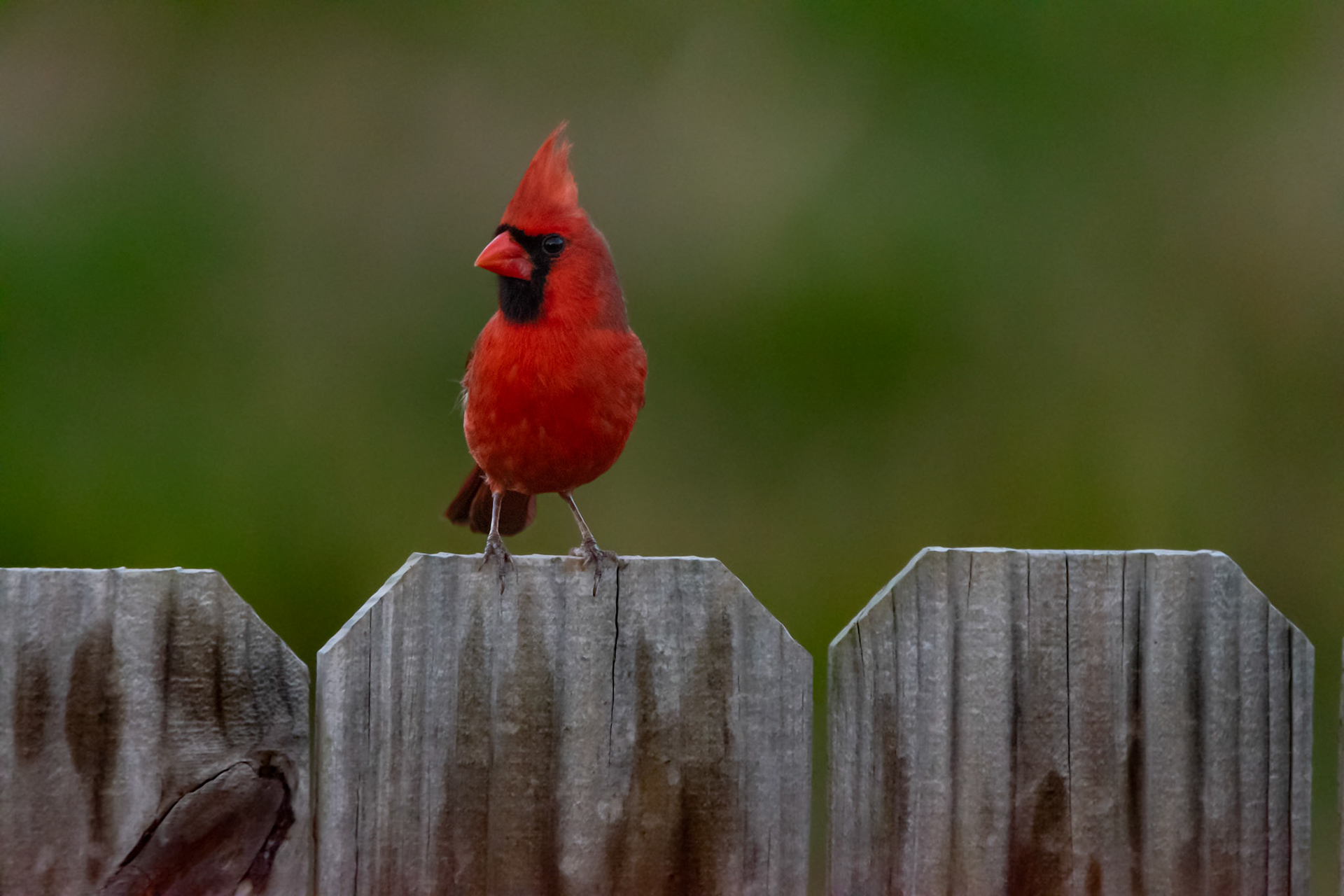 Northern Cardinal