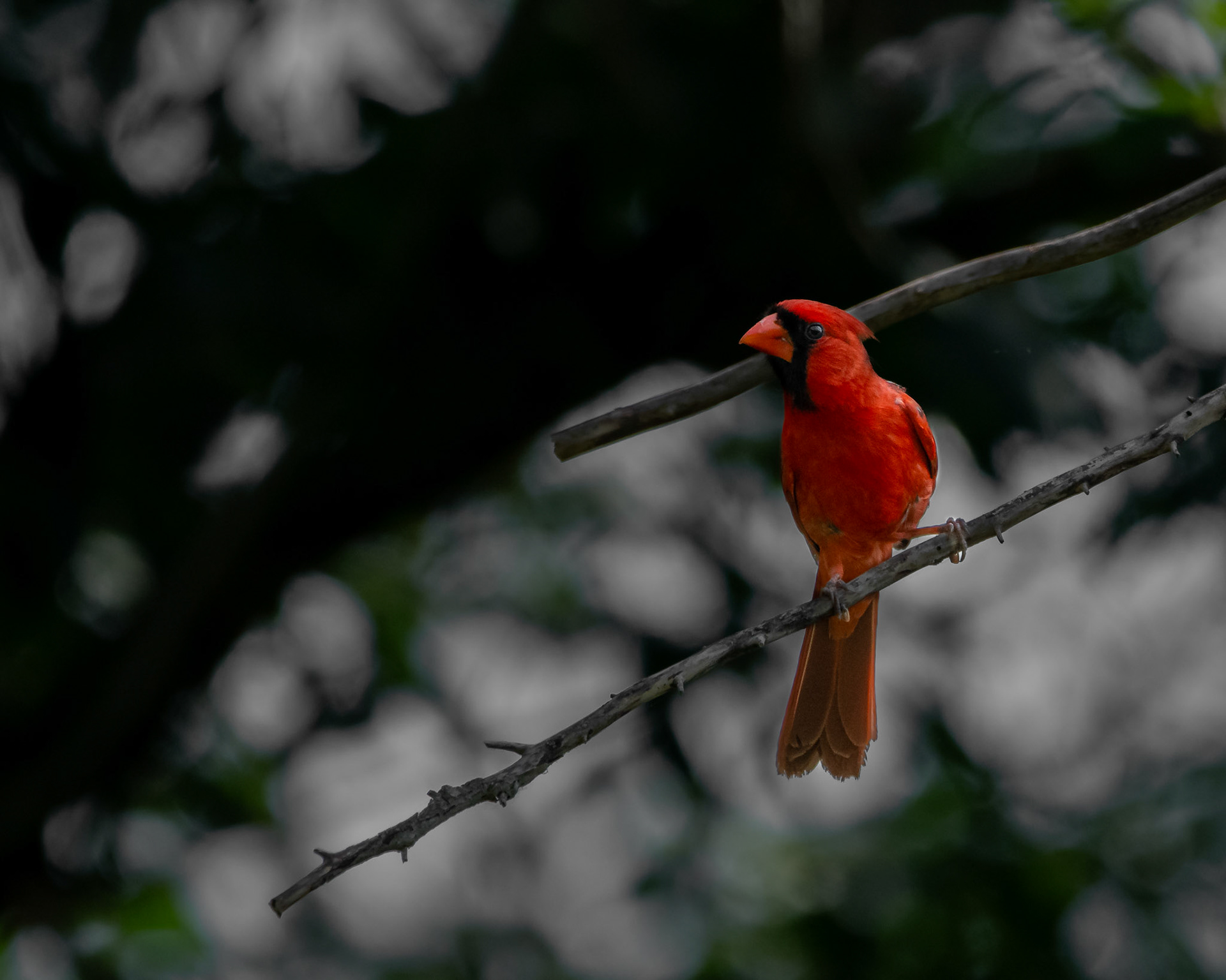 Northern Cardinal