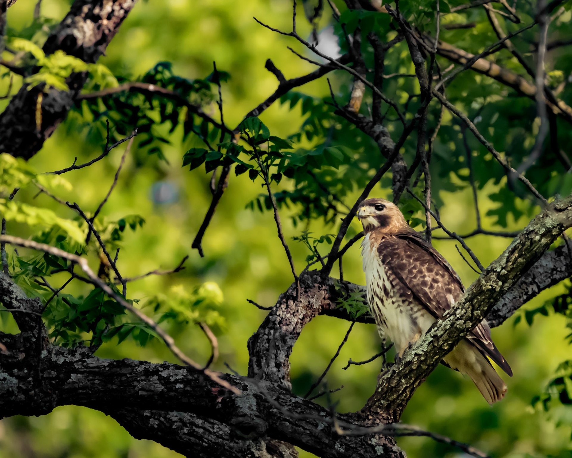 Red-Tailed Hawk
