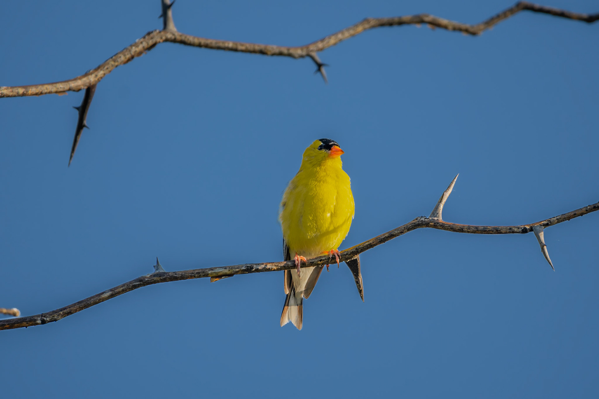 American Goldfinch