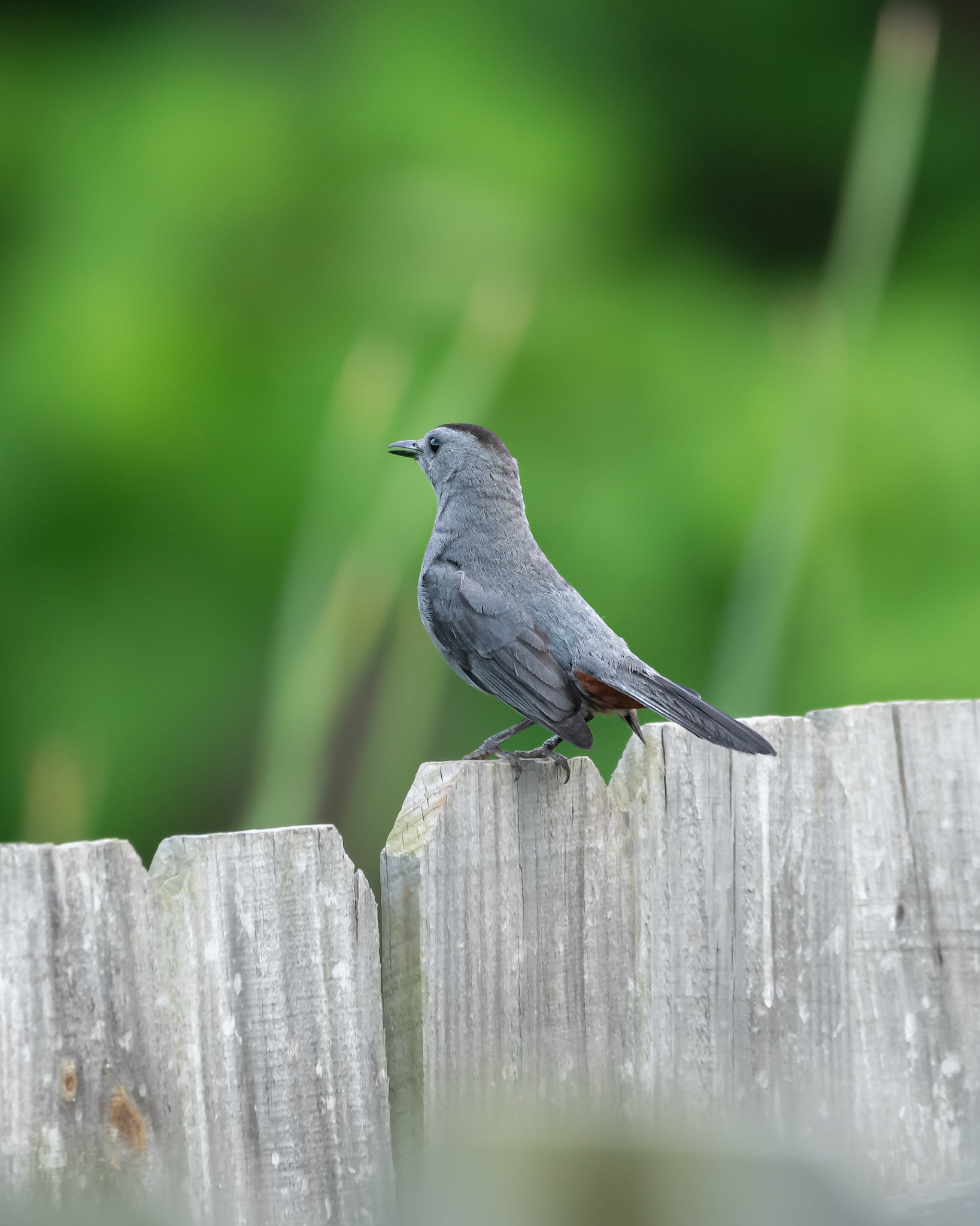 Gray Catbird
