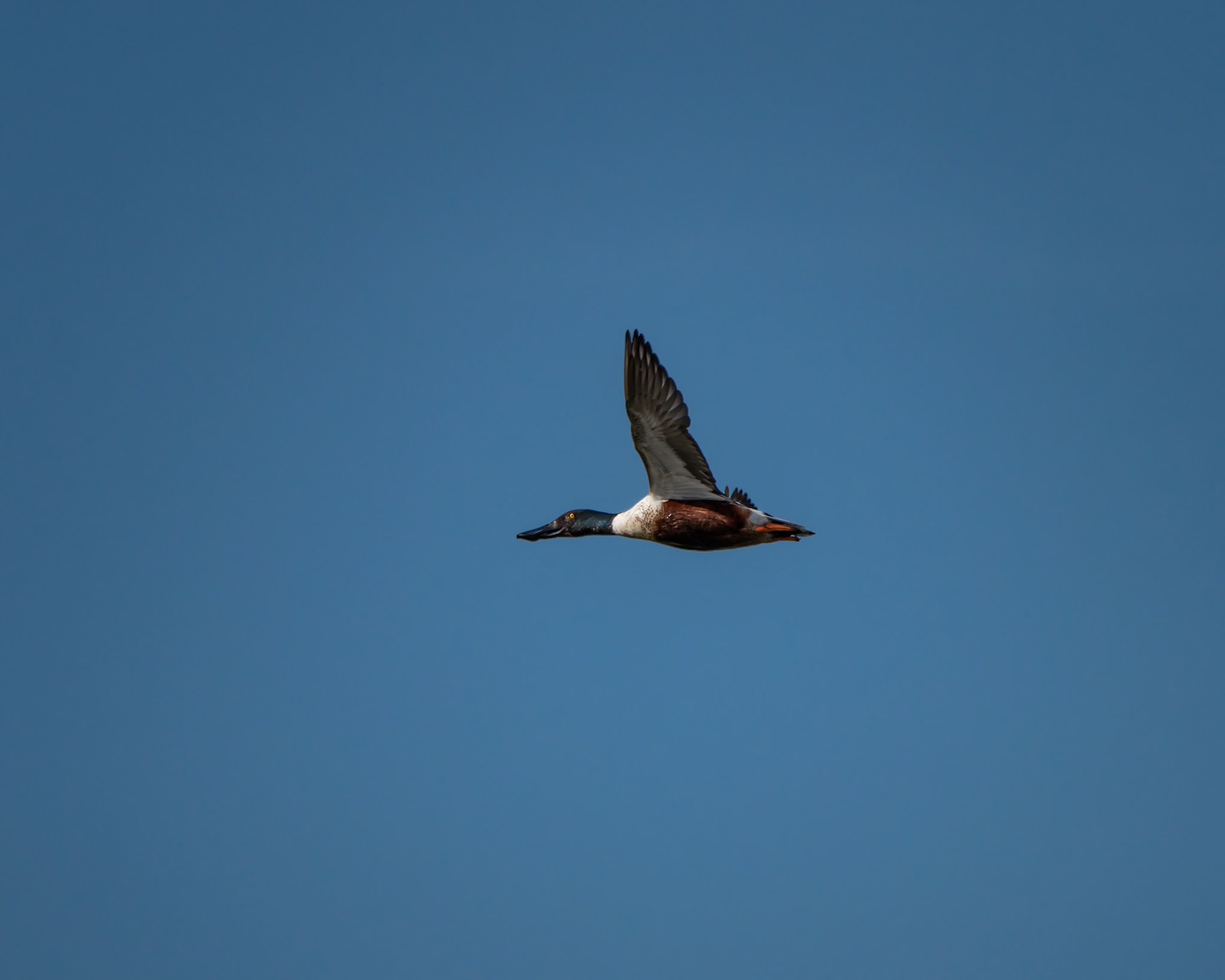 Northern Shoveler