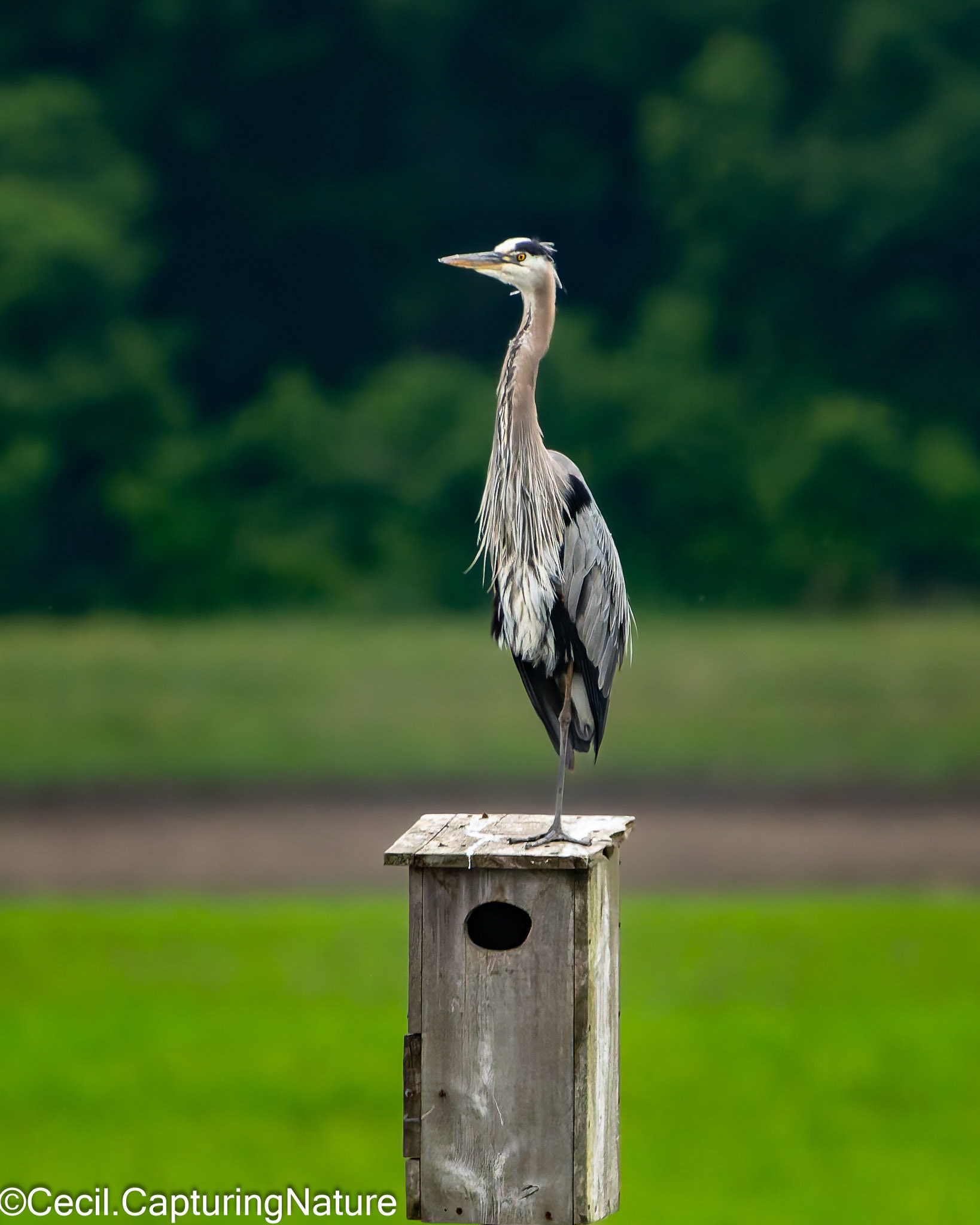 Great Blue Heron