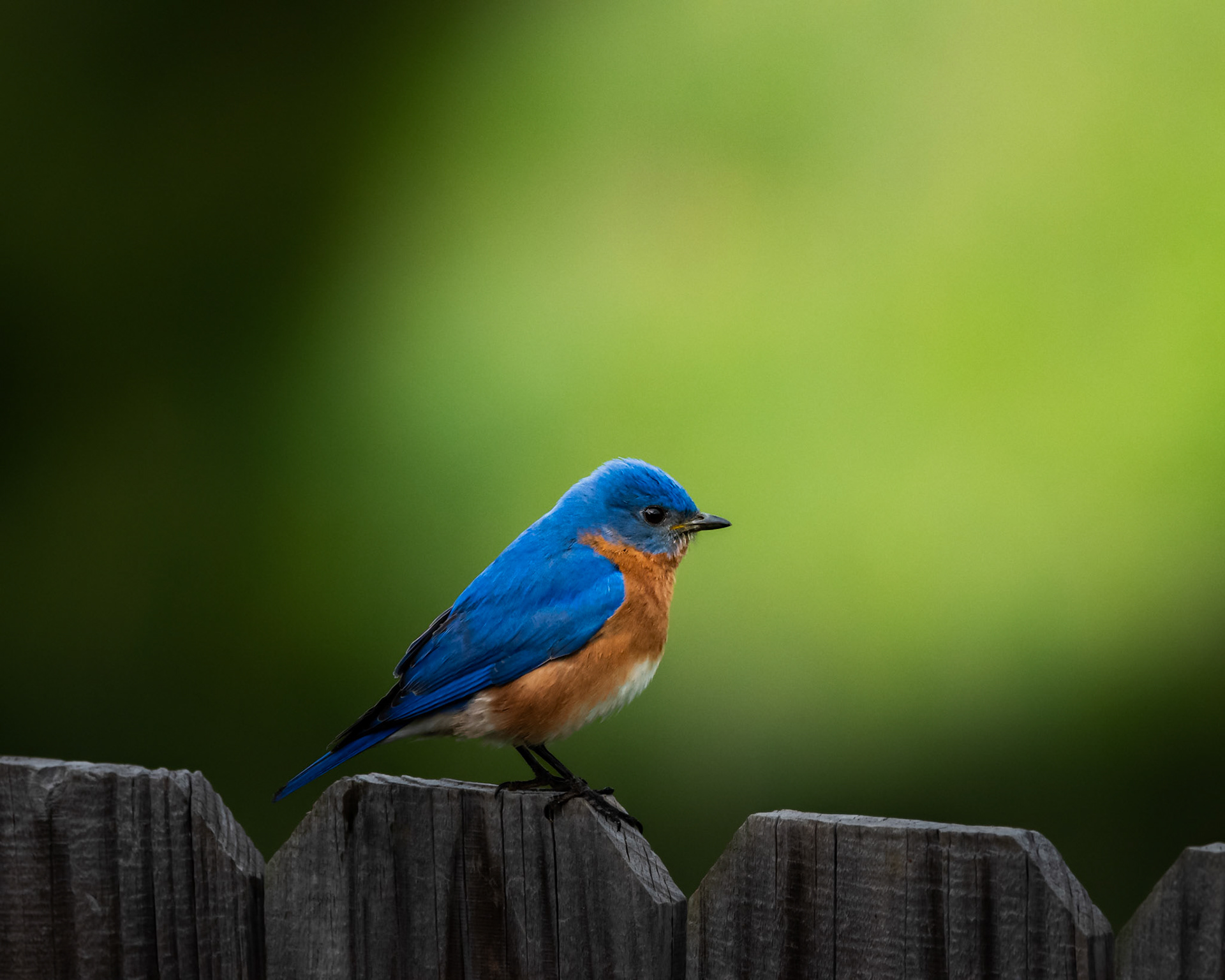 Eastern Bluebird 
