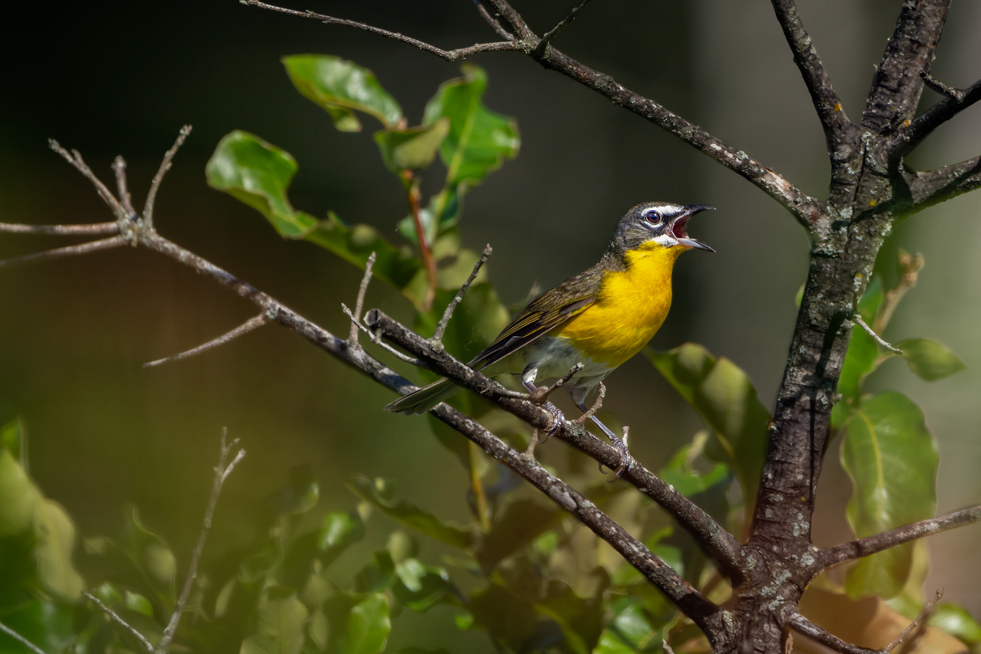 Yellow-Breasted Chat
