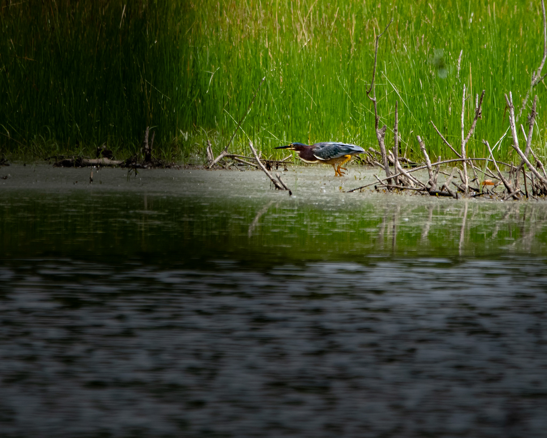 Green Heron