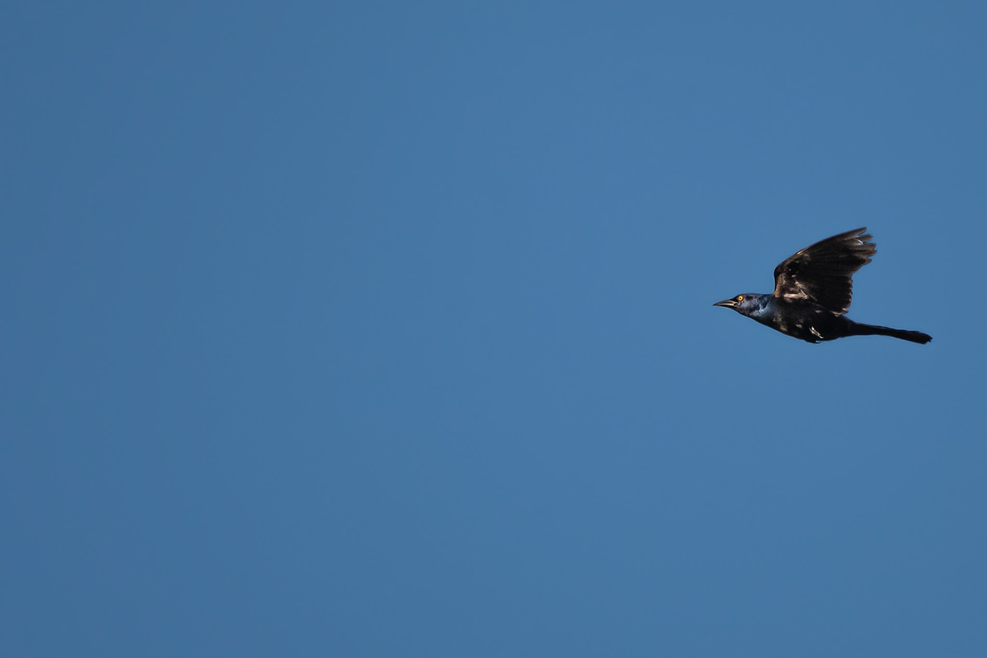 Common Grackle
