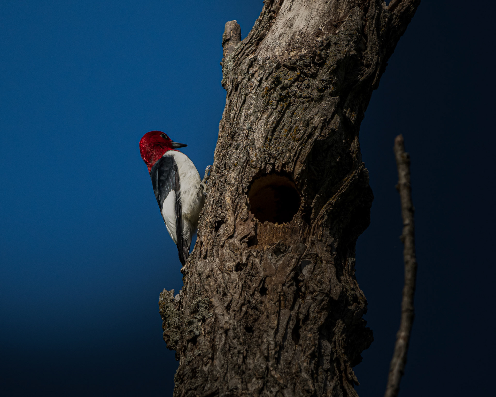 Red-Headed Woodpecker