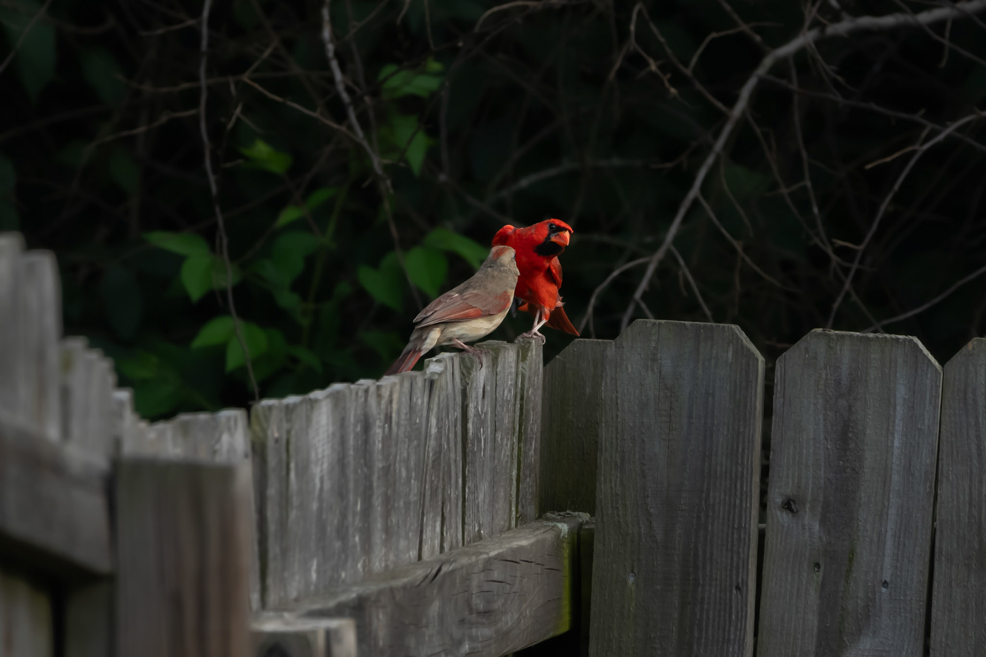 Northern Cardinals