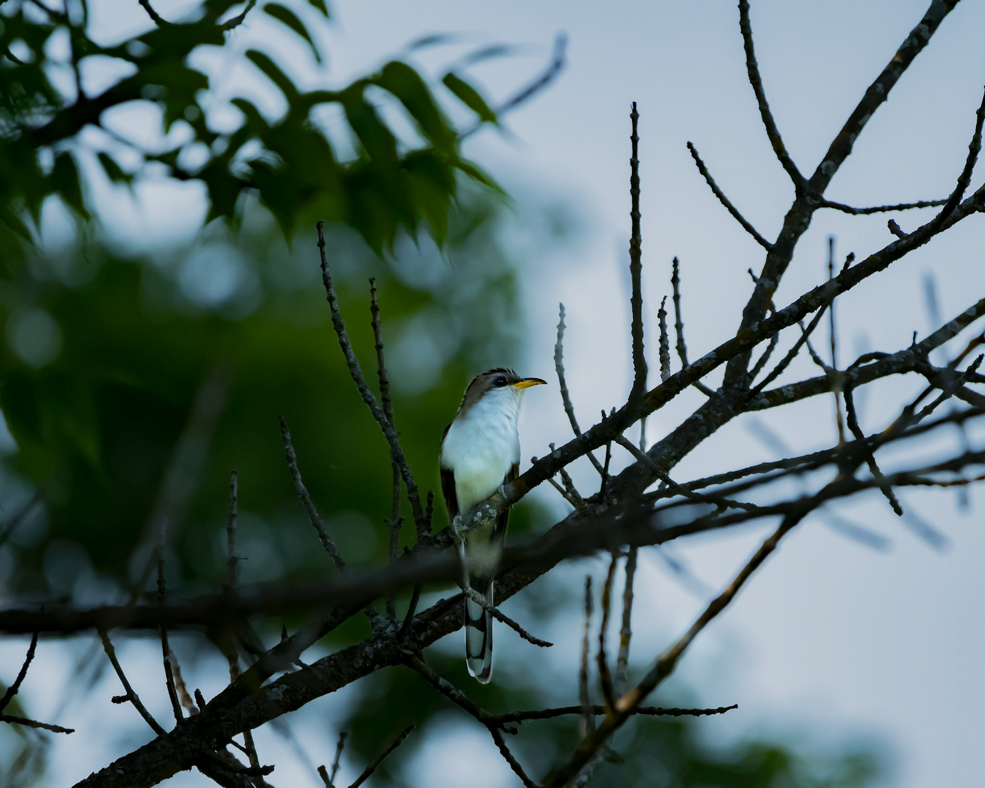Yellow-Billed Cuckoo