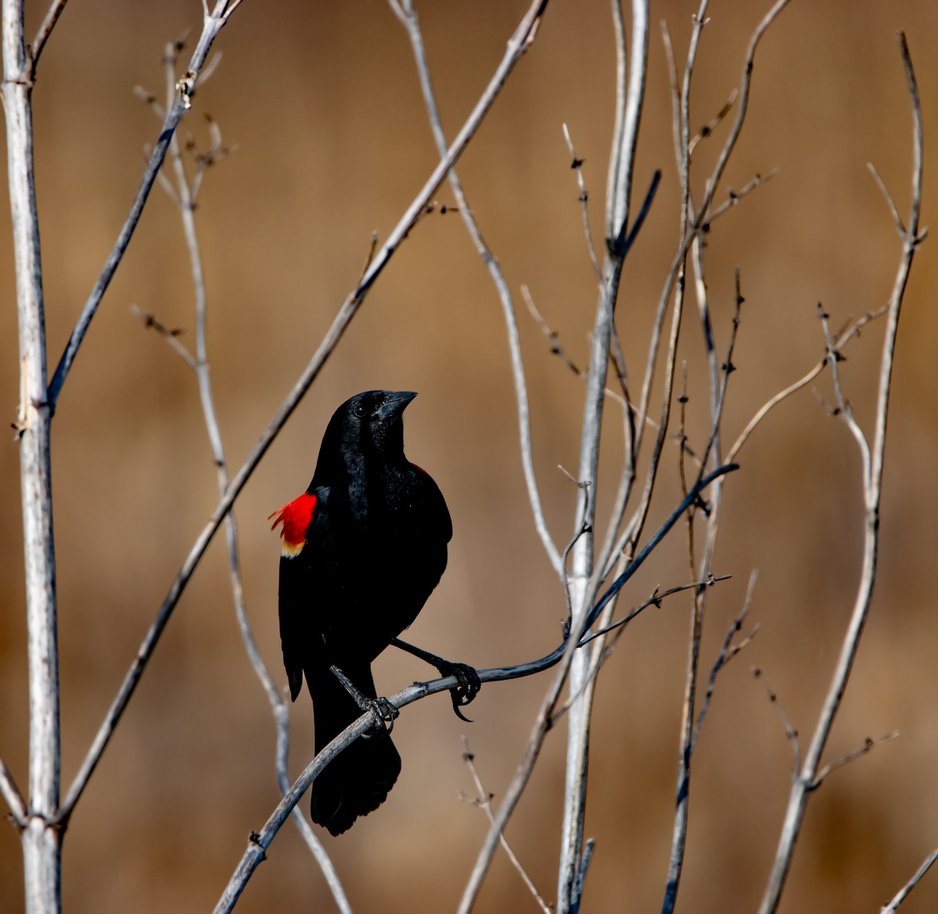 Red-Winged Blackbird
