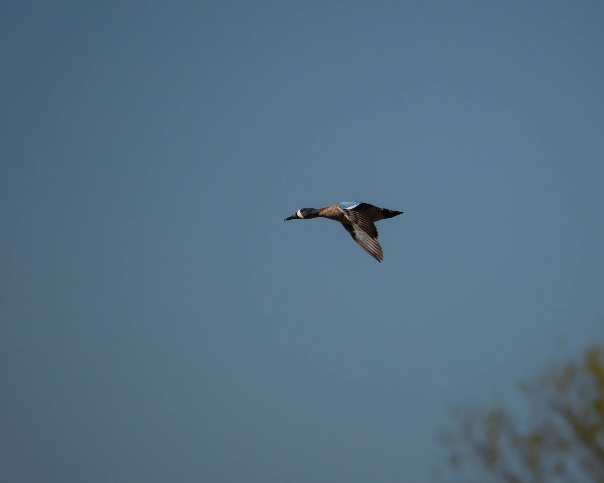 Blue-Winged Teal