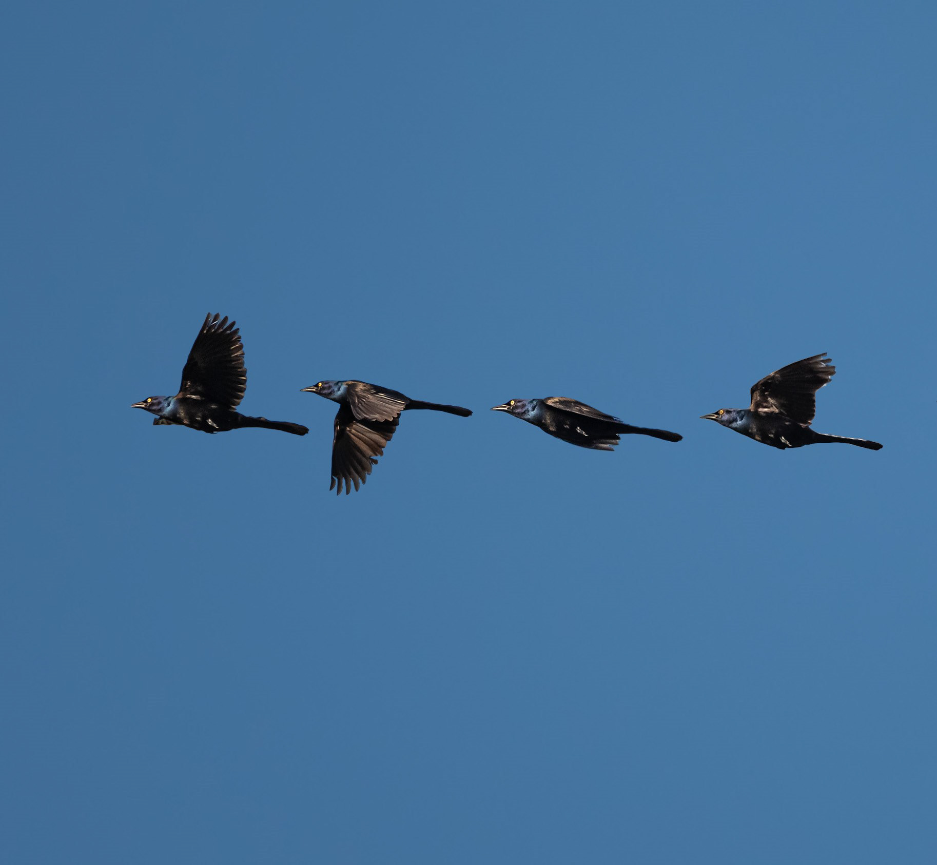 Common Grackle