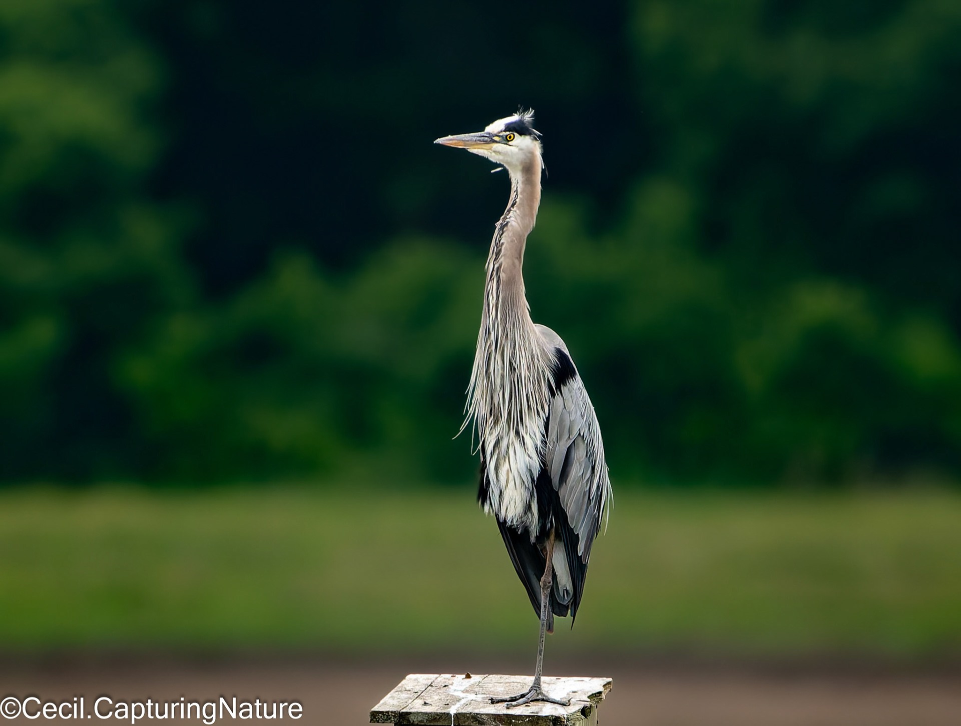 Great Blue Heron